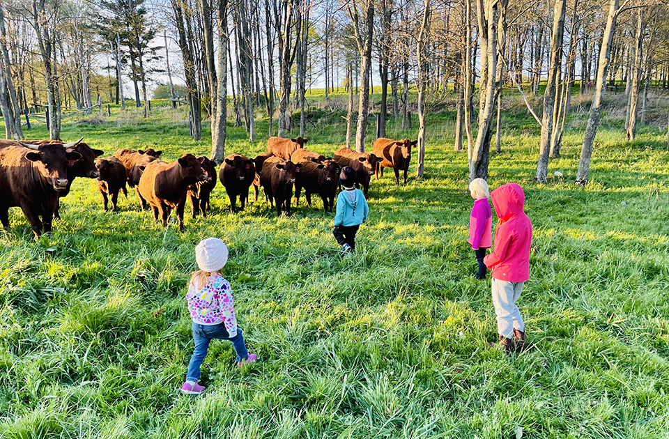 Charles & Jessie cows