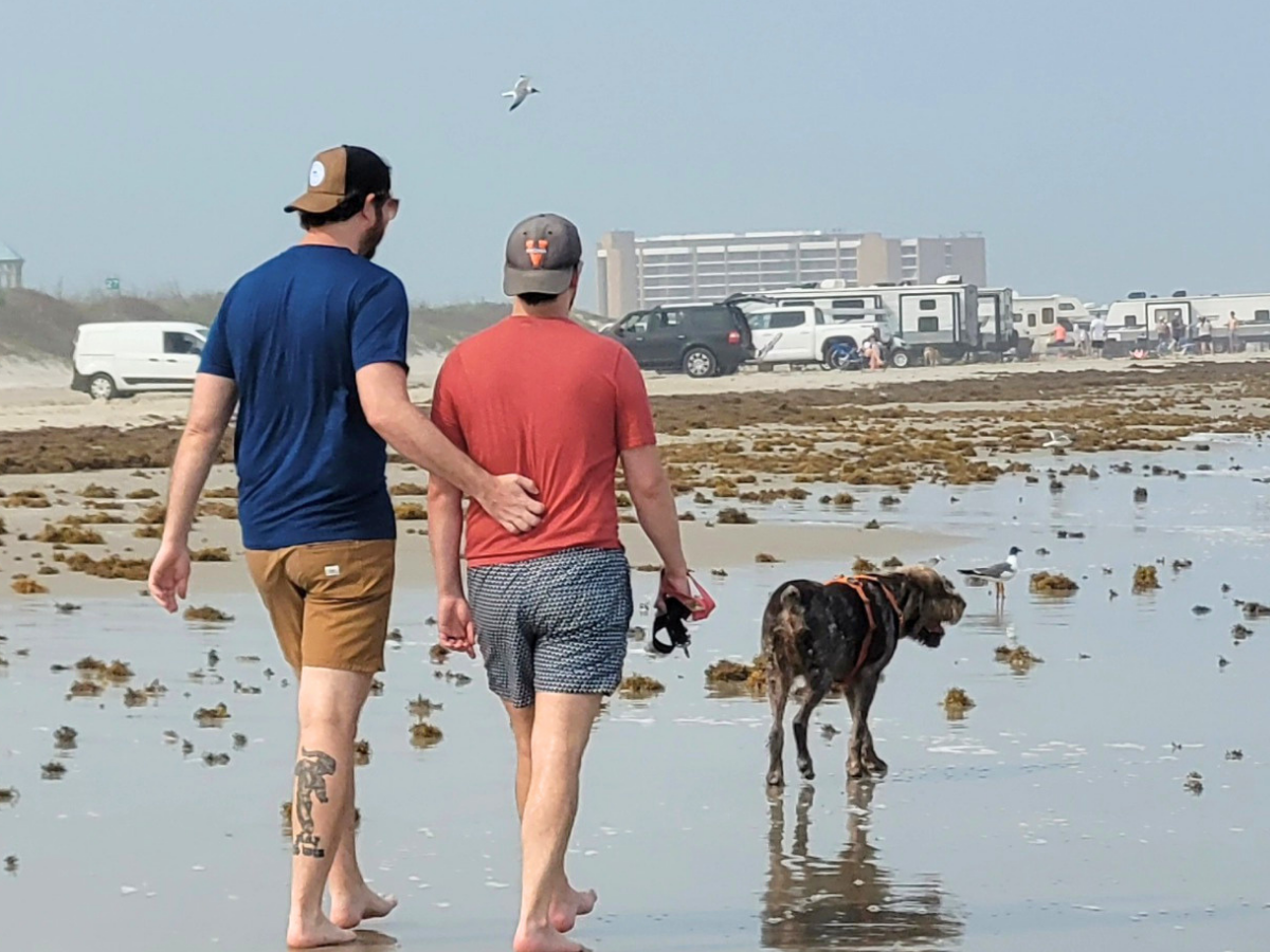 Two men walk barefoot on a wet beach with a brown dog on a harness; cars and buildings line the distant shore while a seagull flies overhead.