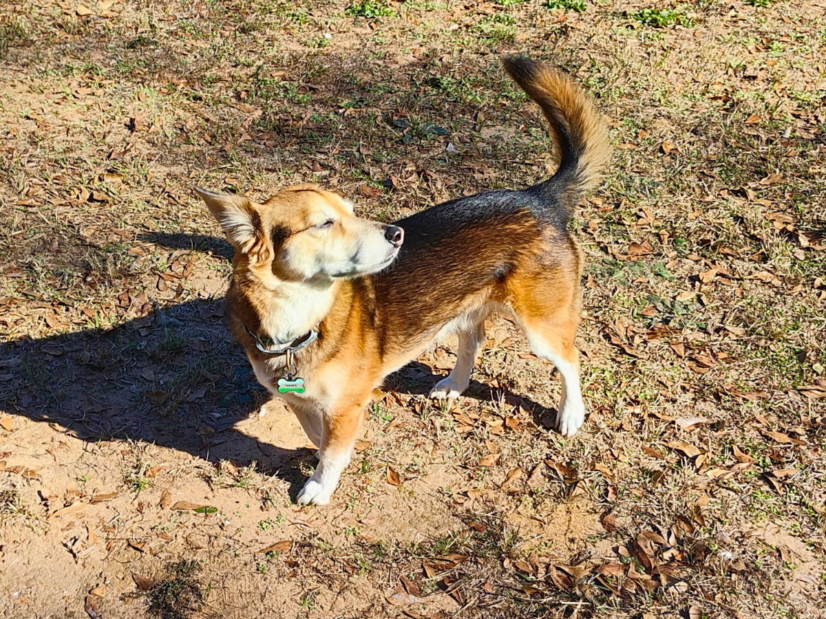 Beagle-mix dog standing on dirt and dry grass, looking to the left with tail raised, wearing a collar with a green bone-shaped tag outdoors on a sunny day