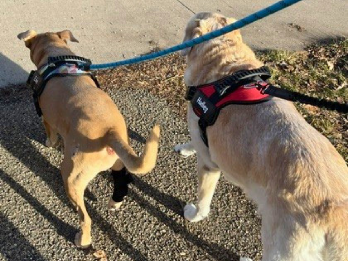 Two dogs in harnesses walk side by side on a paved sidewalk, viewed from behind.