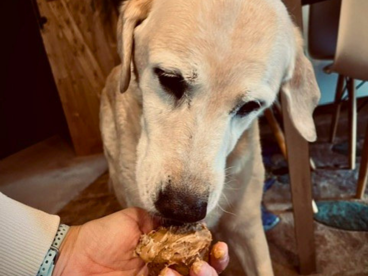 Light-colored dog chewing a bone held by a hand indoors.