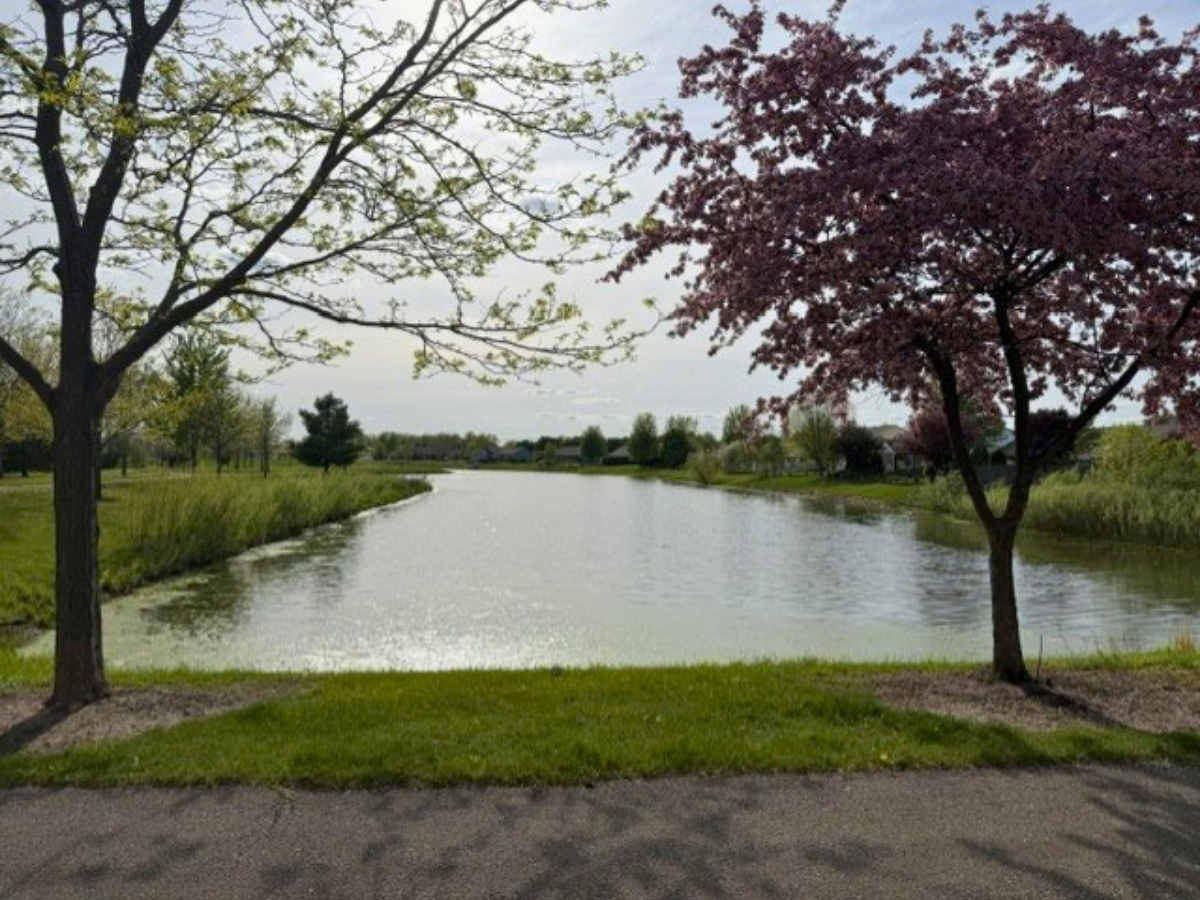 Park view: a calm pond lined with grass and trees, a flowering tree on the right and a paved path in the foreground.
