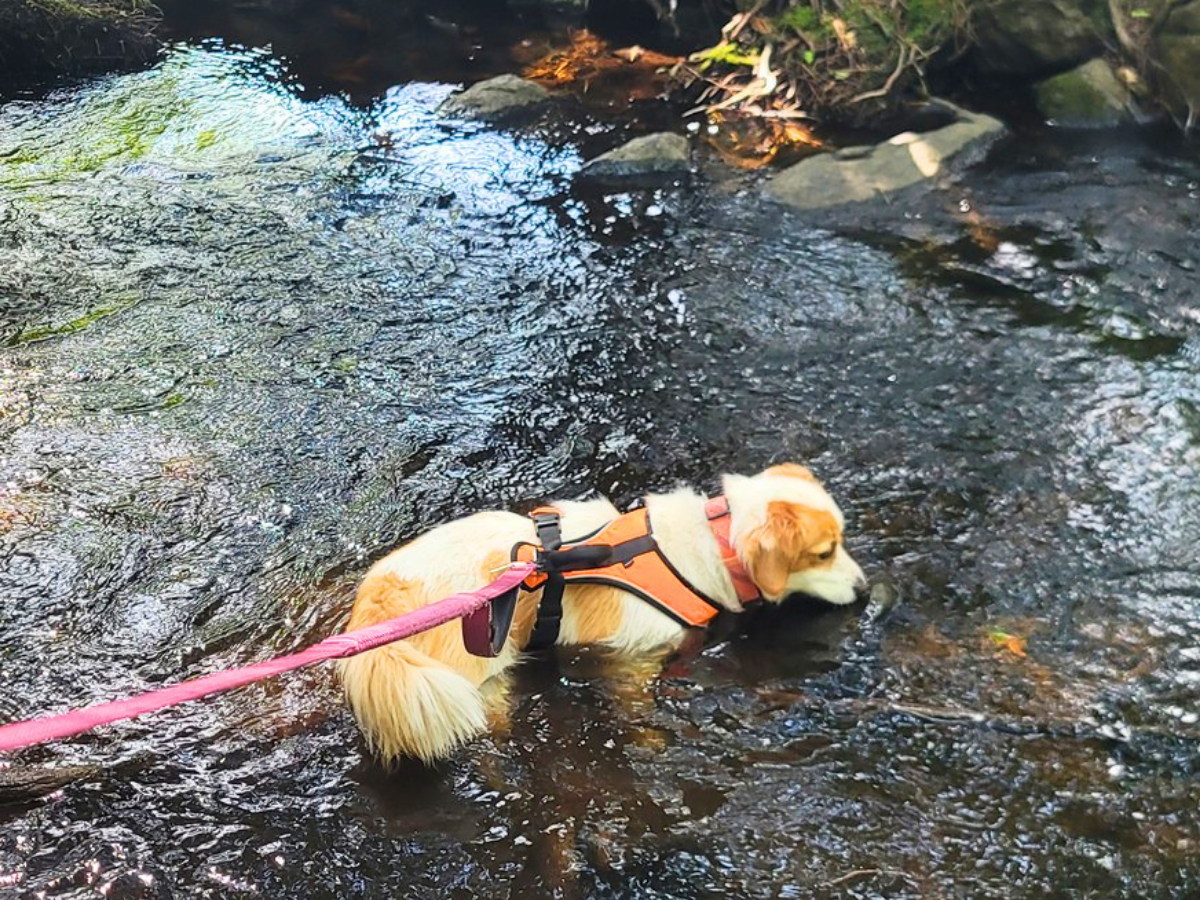 Dog wearing an orange life jacket wades through a shallow, rocky stream on a pink leash.