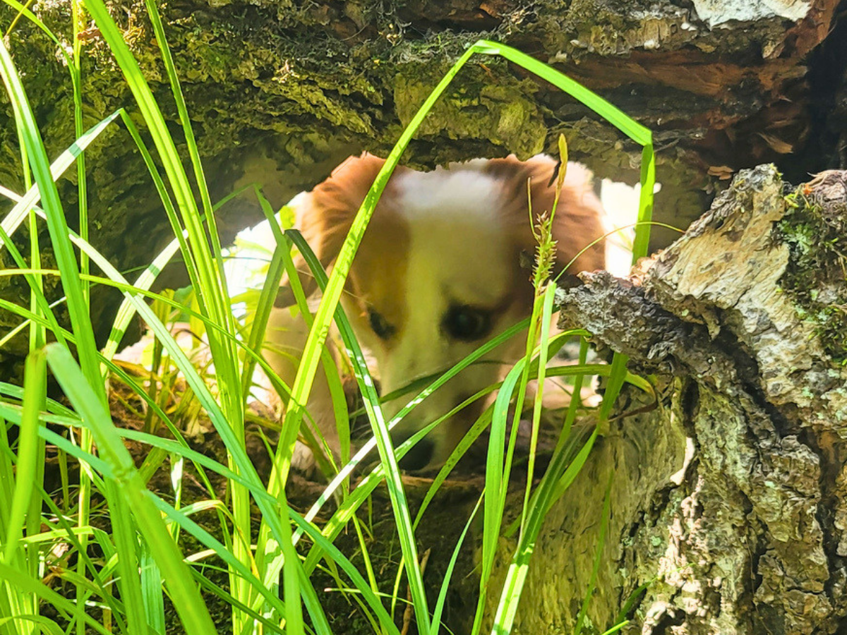 Dog peeking through a hollow in a mossy log, surrounded by bright green grass and leaves.