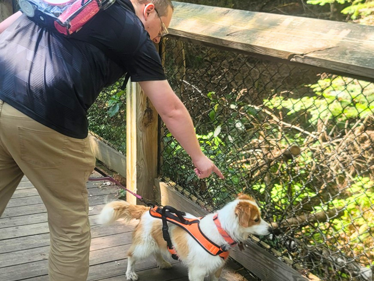 Person in a black shirt and khaki pants points toward something while a small white-and-brown dog in an orange harness stands on a wooden boardwalk by a chain-link railing.