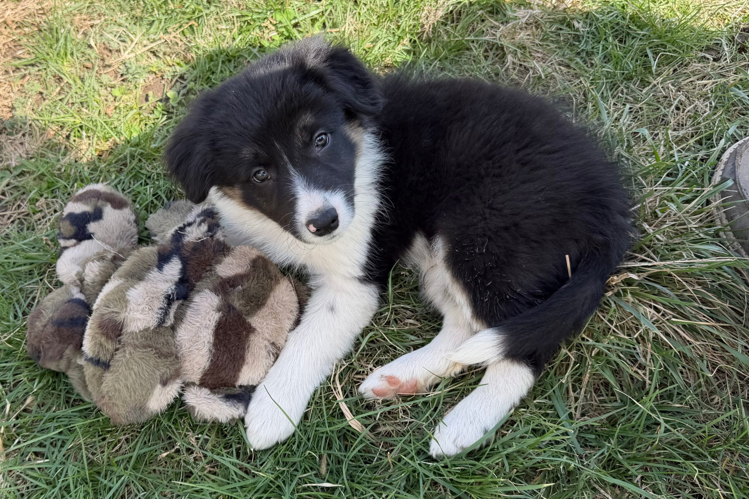 Fluffy black-and-white puppy lying on grass, resting on a patterned blanket and looking at the camera.
