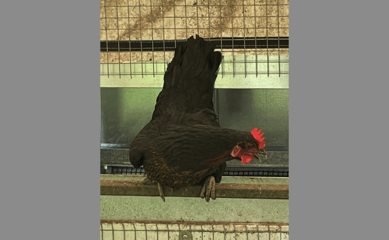 Missy and Virgil Adopt