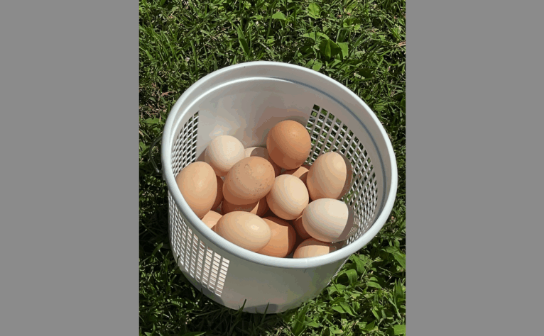 Missy and Virgil Adopt