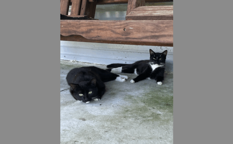 Missy and Virgil Adopt