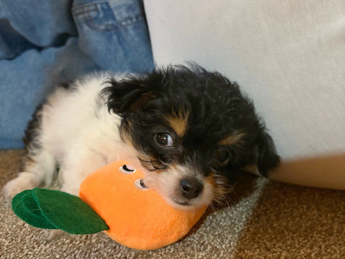 Young fluffy puppy with black, white, and tan fur resting on carpet, cuddling an orange carrot plush toy with a green leafy stem.