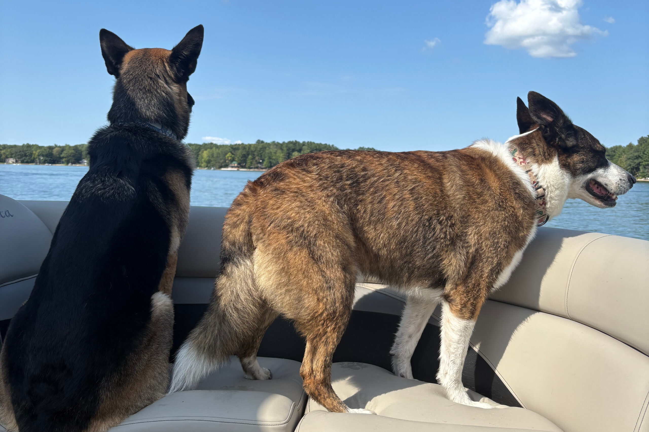Two dogs standing on a boat seat, gazing at the lake with a tree-lined shoreline in the distance under a blue sky.