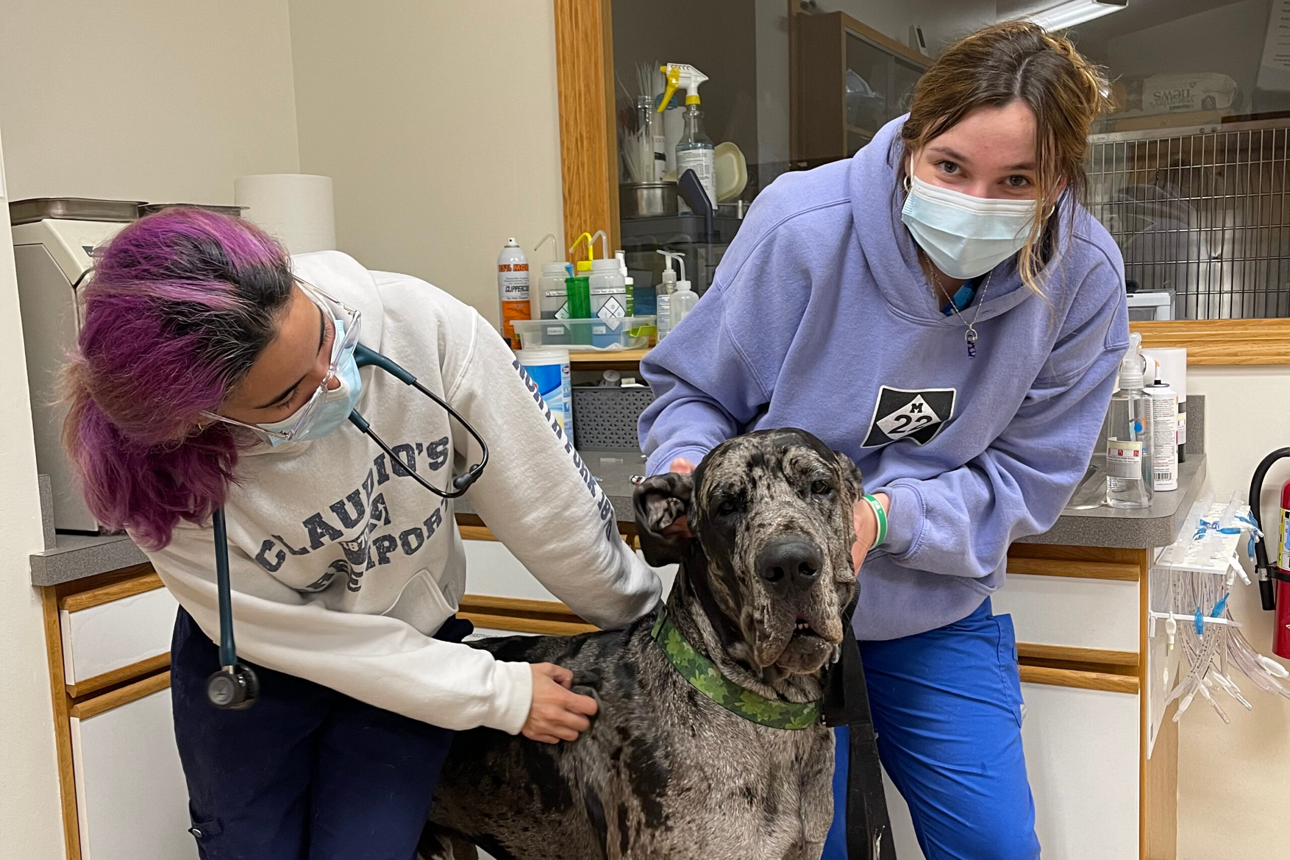 Two people in a veterinary clinic hold and examine a gray merle dog wearing a green collar. One person with purple hair uses a stethoscope; the other wears a purple hoodie and masks the dog between them.