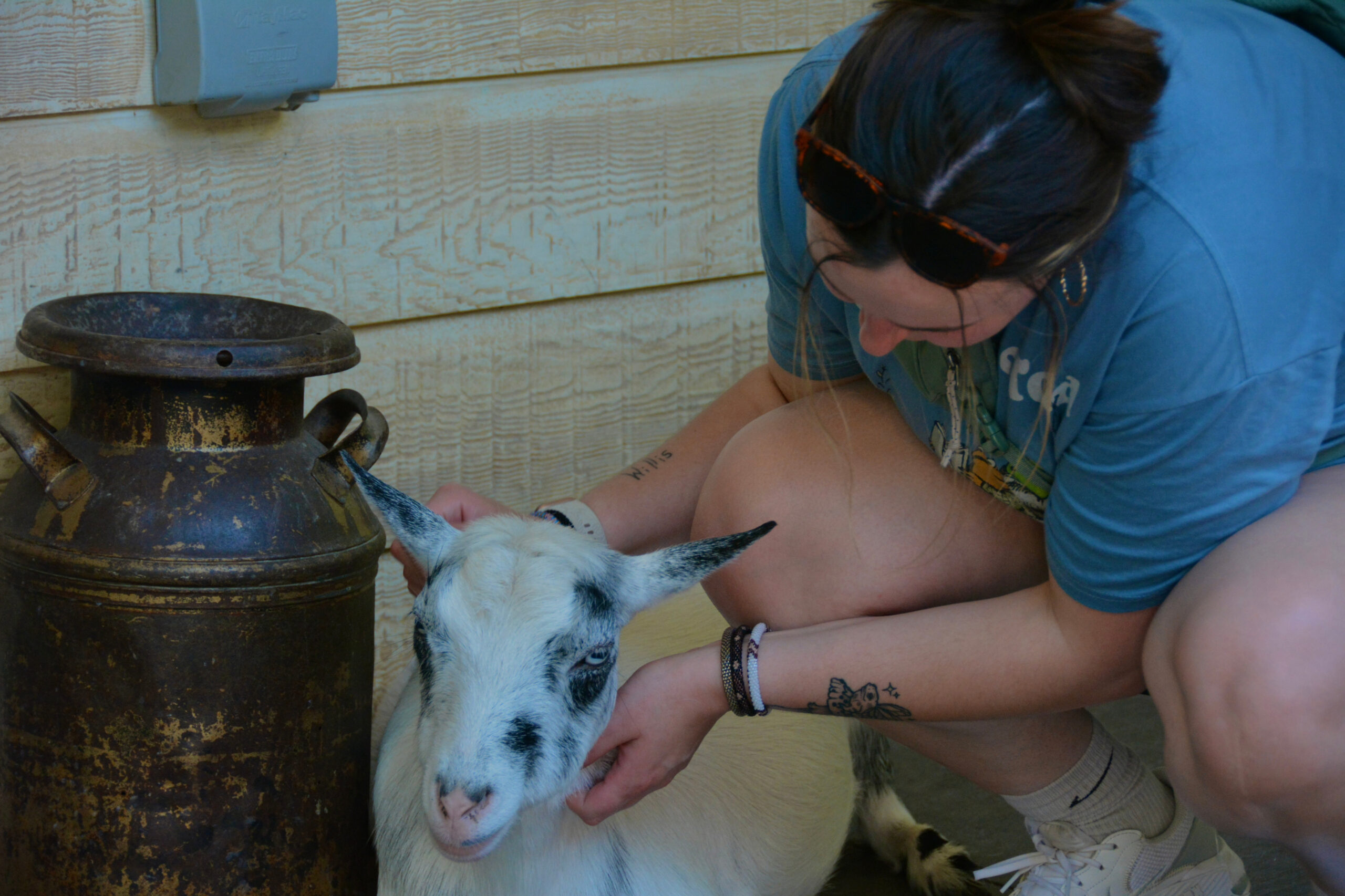 Person in a blue shirt and sunglasses crouches beside a white goat, stroking its neck next to a rusted milk can on a wooden wall patio area.