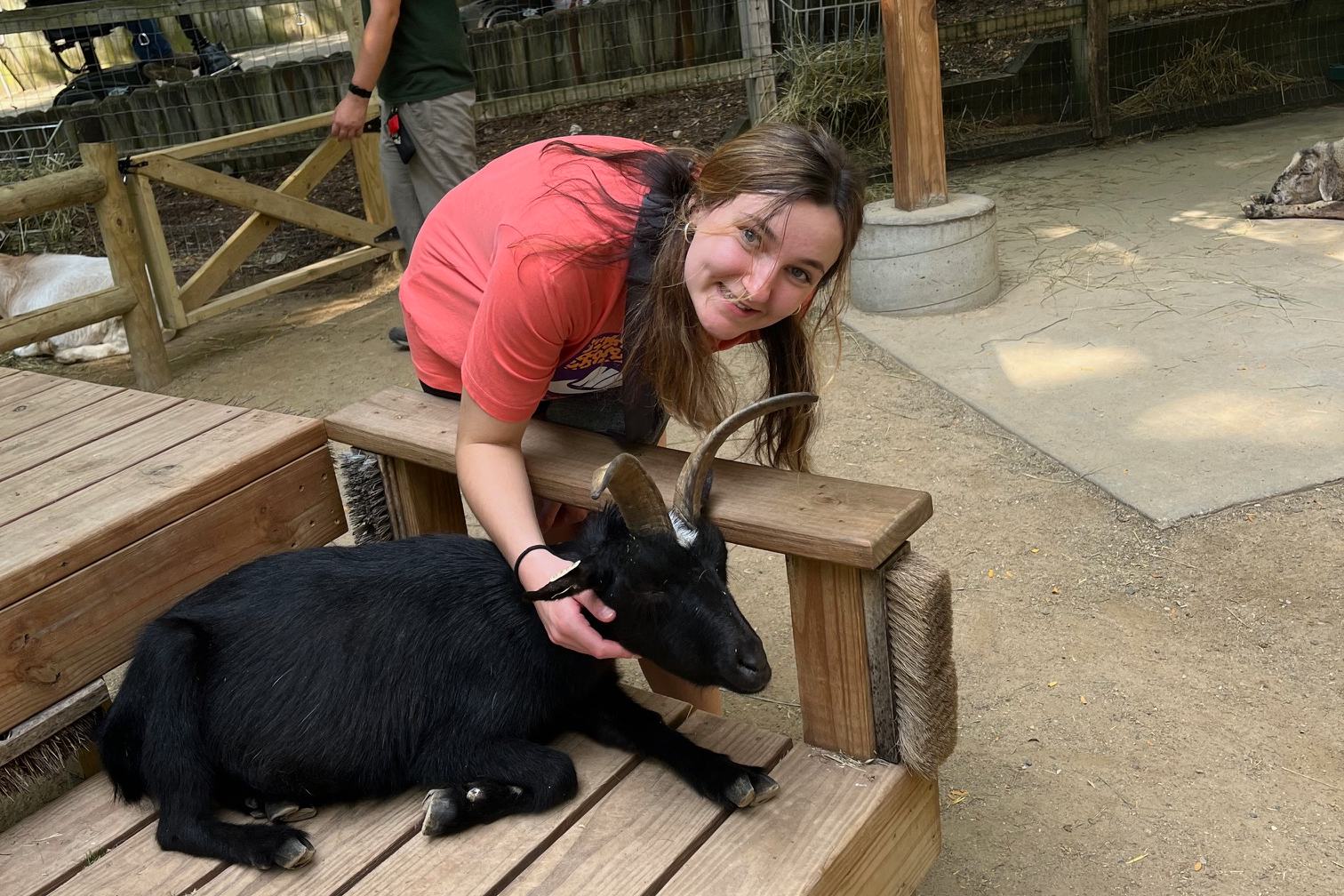 Smiling woman wearing a pink shirt pets a black goat with curved horns on a wooden platform at a petting zoo/farm.
