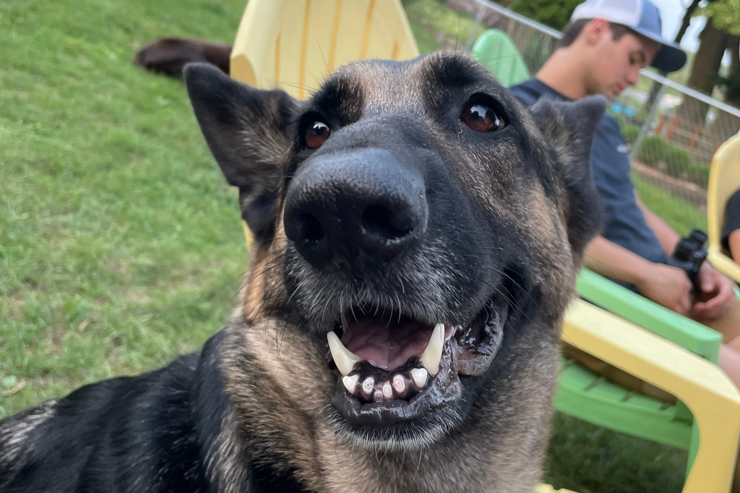 Close-up of a black dog with its mouth open, showing teeth, outdoors with a person seated in the background on a sunny day.