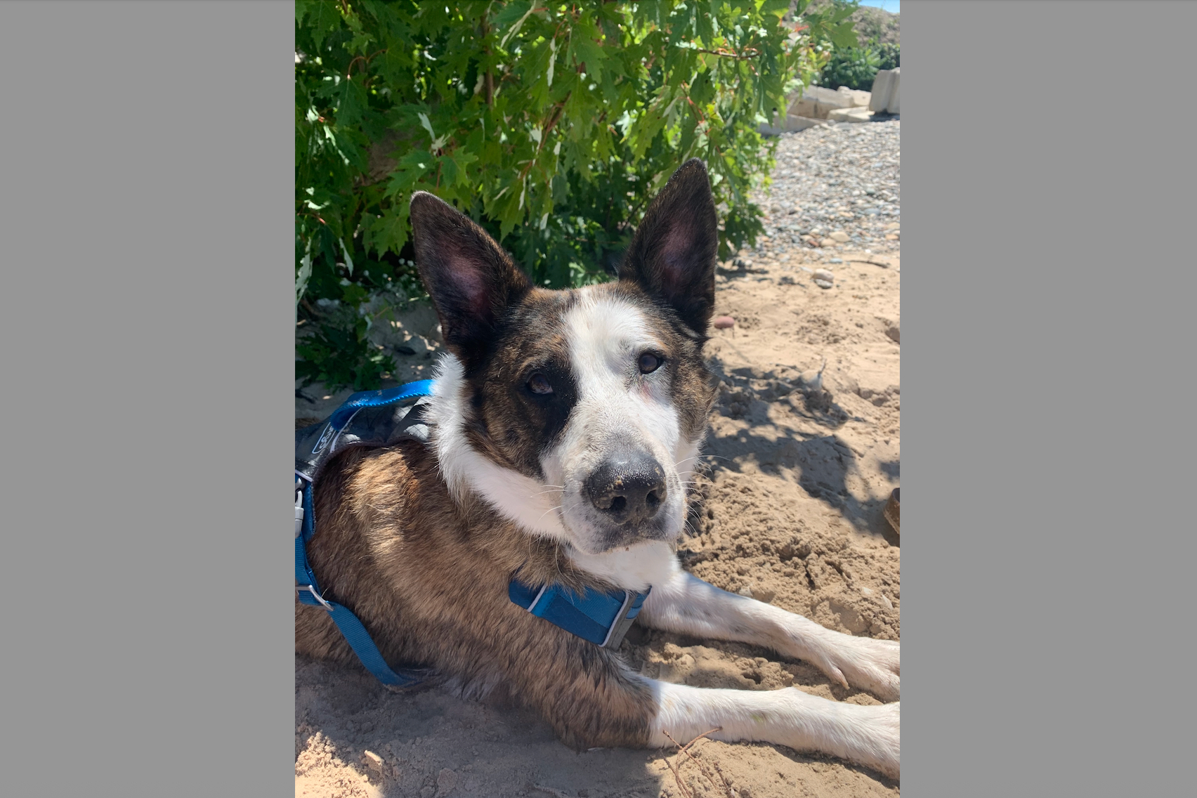 Dog with brindle and white coat wearing a blue harness, resting on sandy beach with green bushes nearby.