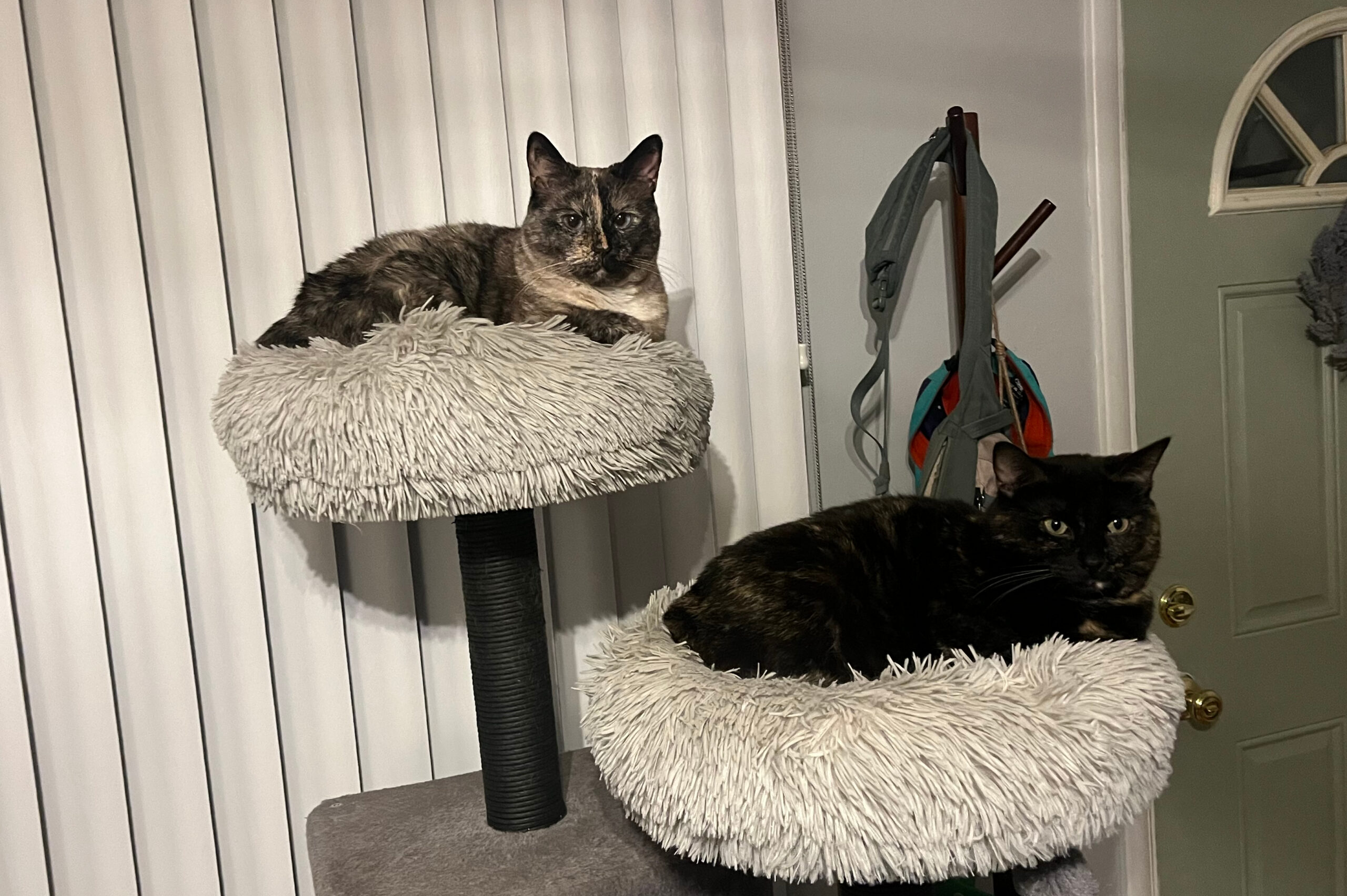 Two tortoiseshell cats lounging on a soft, beige cat tree platform inside a living room.