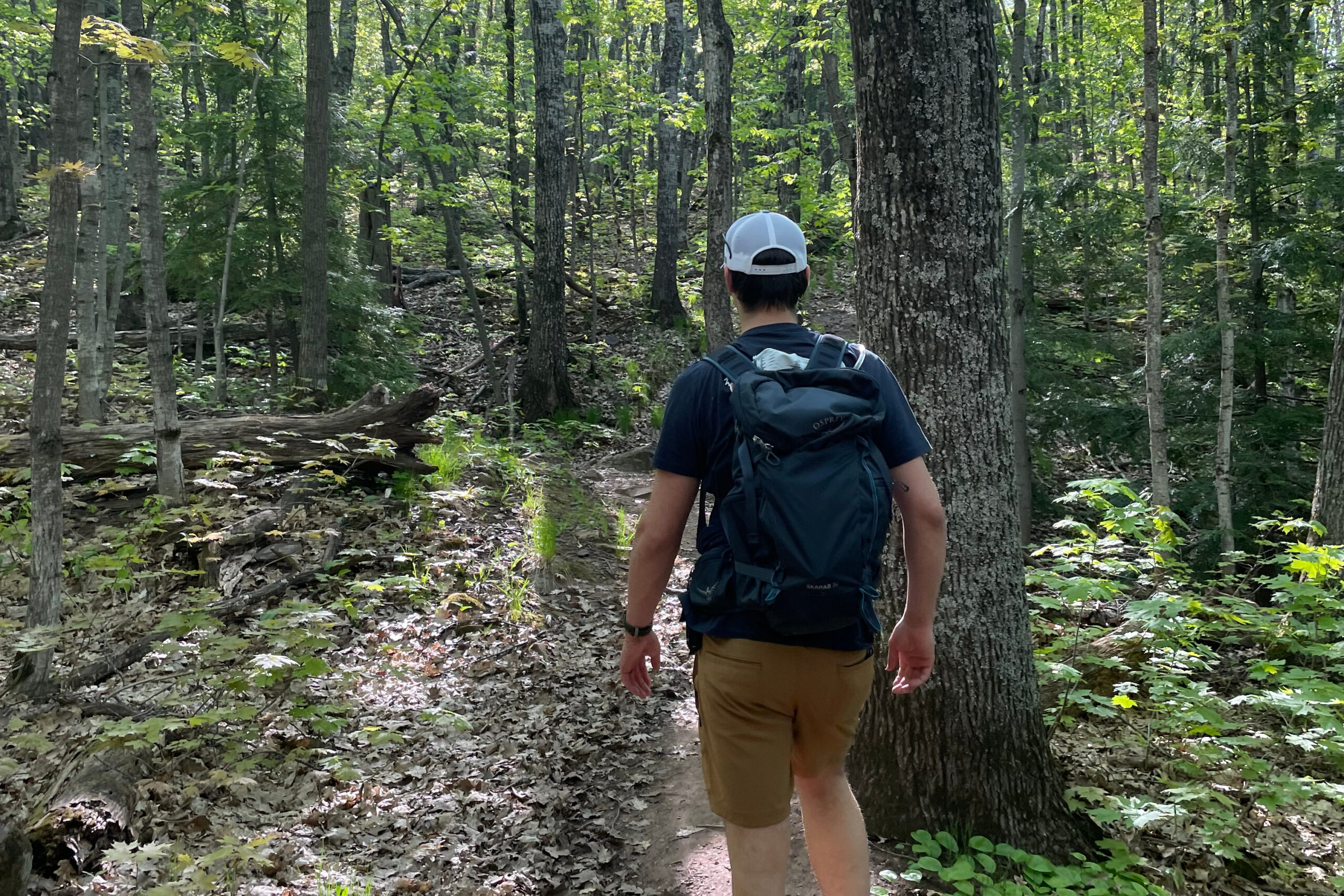 Back view of a hiker with a blue backpack and white cap walking along a leaf-strewn forest trail.