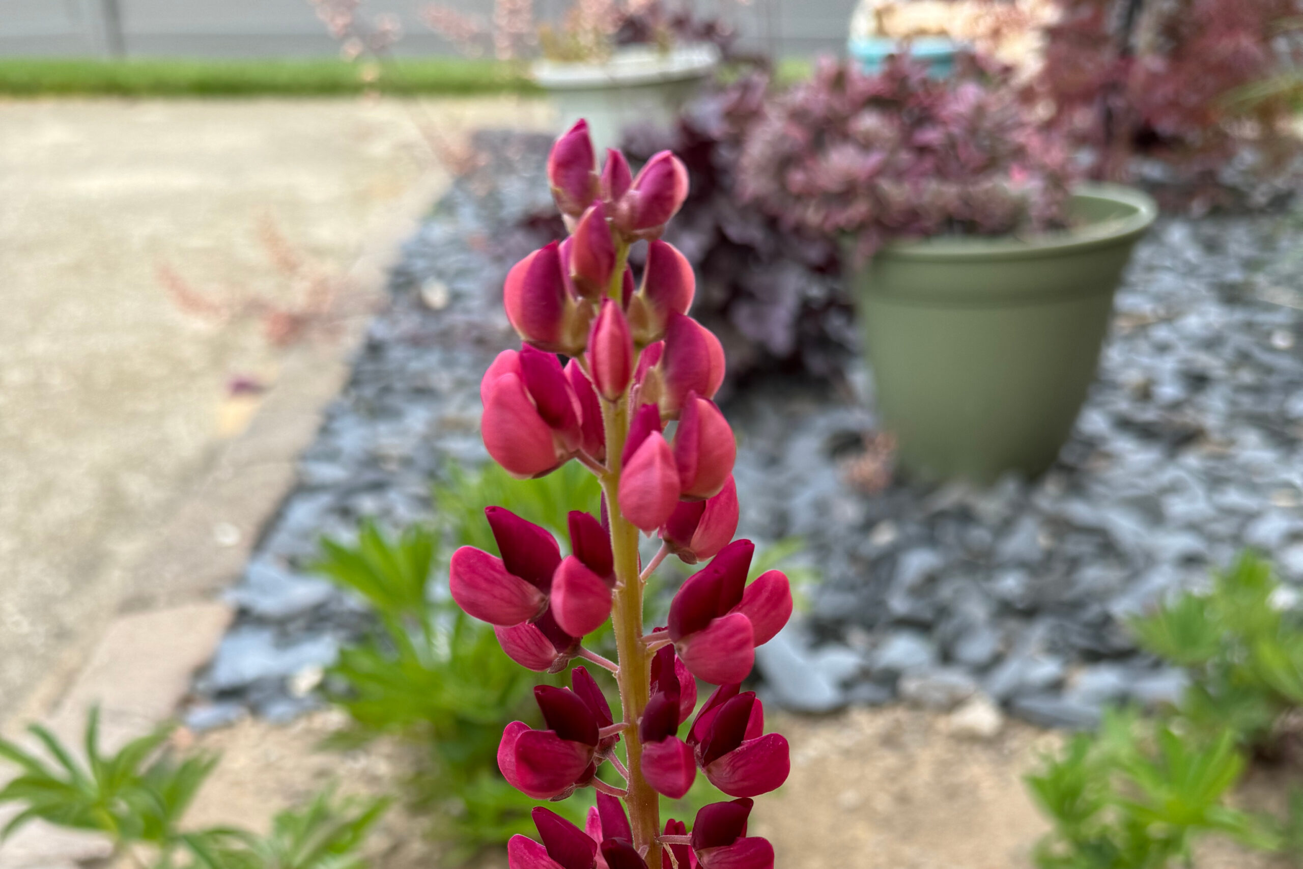 Close-up of a pink lupine flower spike in a garden with blurred pots and gravel in the background.