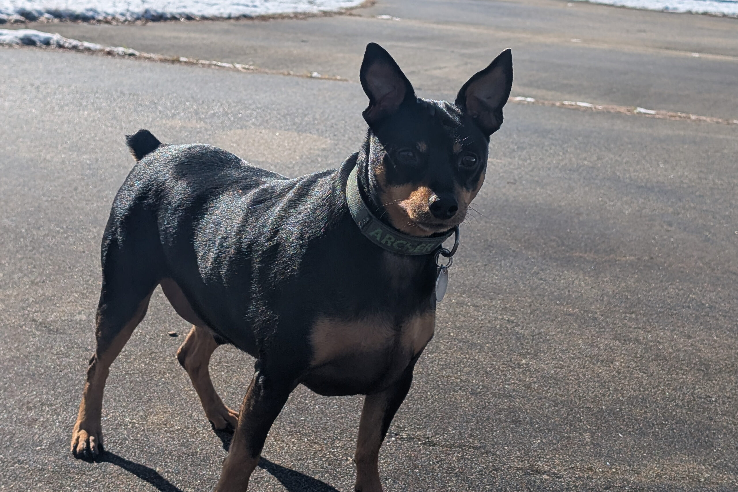 Small black and tan dog standing on a paved road, wearing a green collar and looking at the camera.