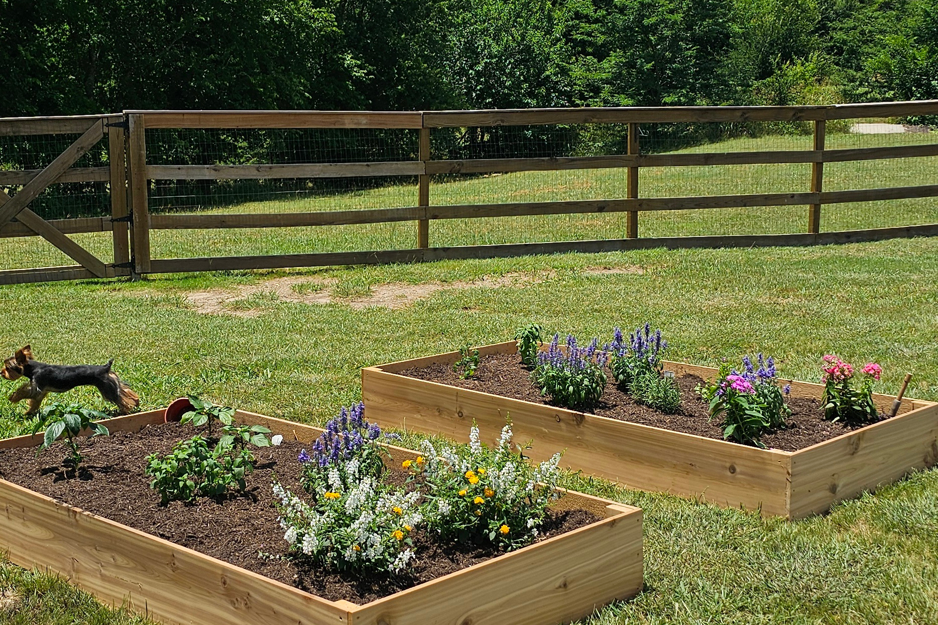 Raised wooden garden beds with blooming flowers in a sunny backyard; a small dog on the left on the grass.