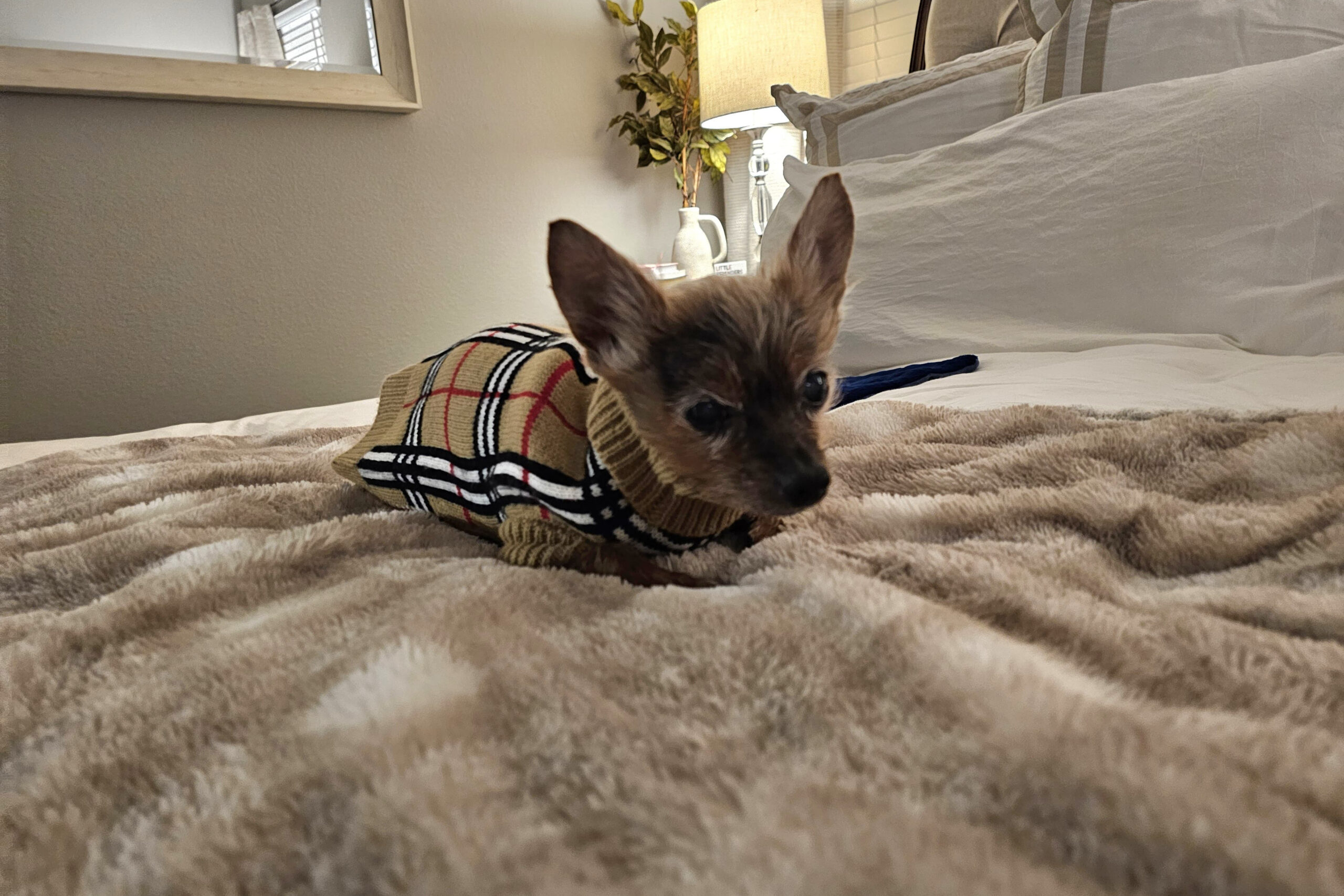 Small dog in a plaid sweater sits on a plush beige blanket on a bed in a cozy bedroom.