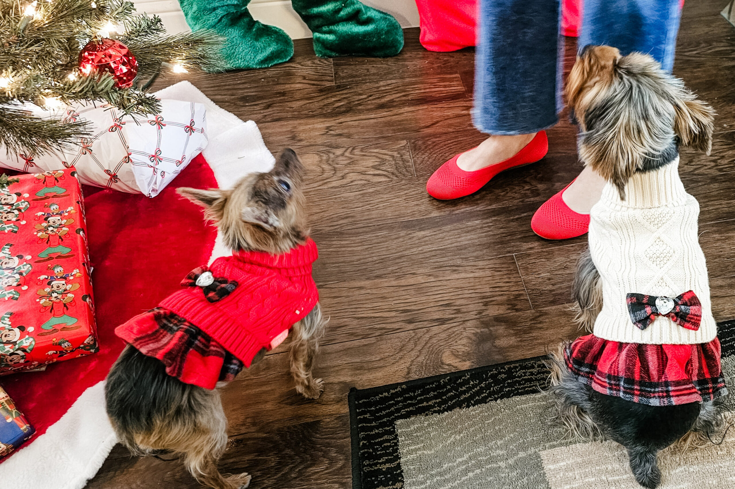 Two small dogs in red festive sweaters sit on a wooden floor beside wrapped Christmas presents under a tree with lights.