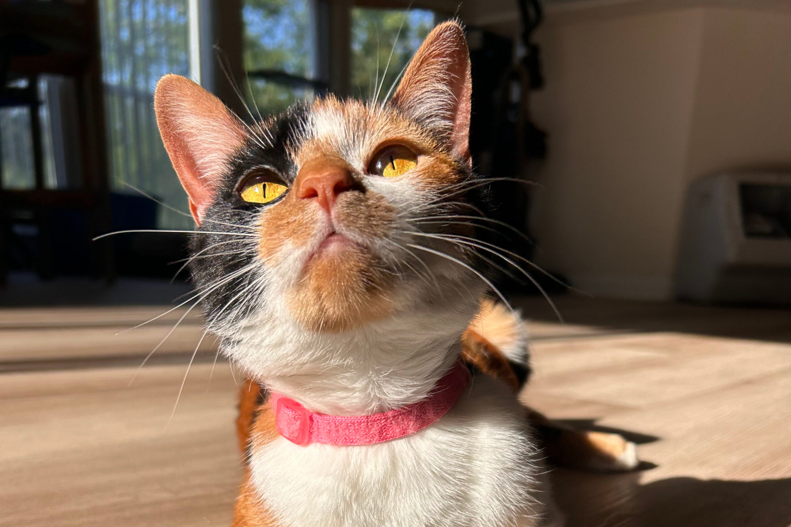 Close-up of a calico cat with amber eyes wearing a pink collar, looking up at the camera in bright indoor light.
