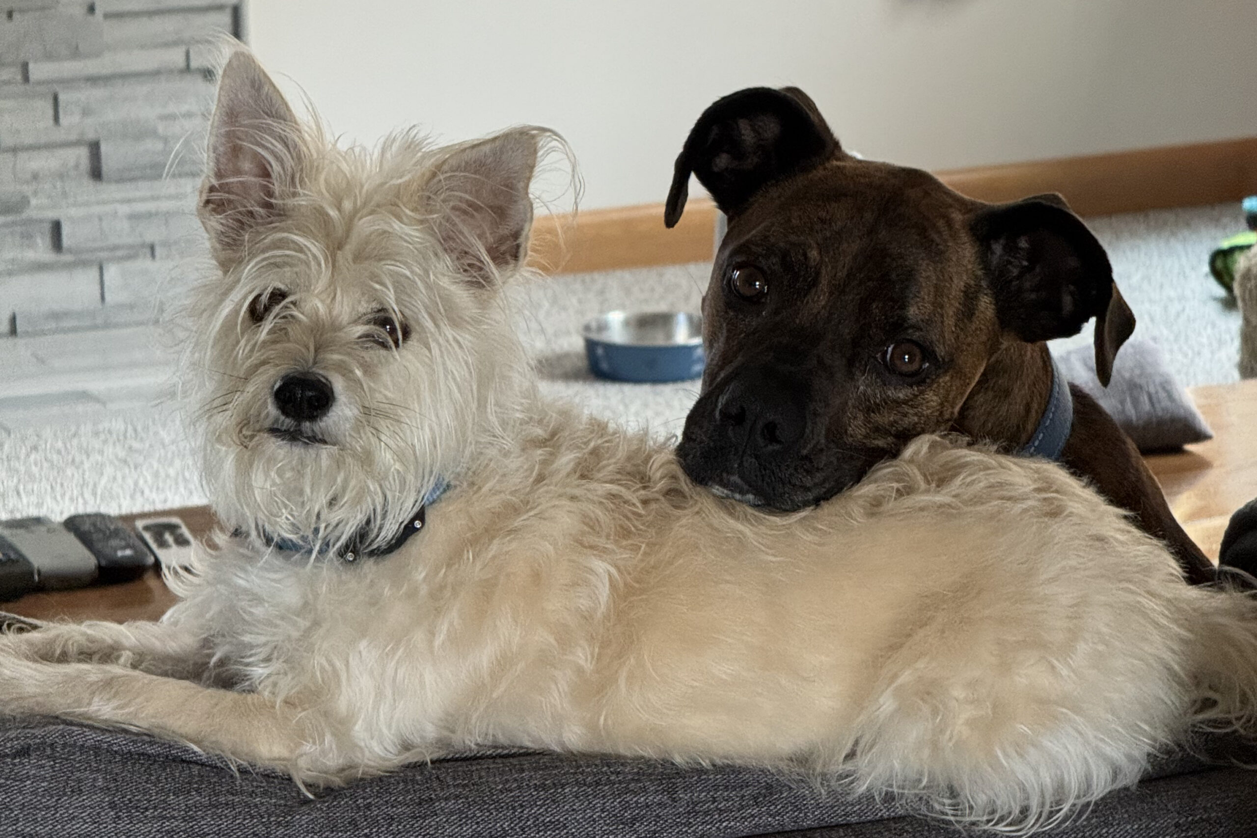 Two dogs cuddling on a couch indoors: a white fluffy terrier beside a brown dog with a blue collar, looking toward the camera.