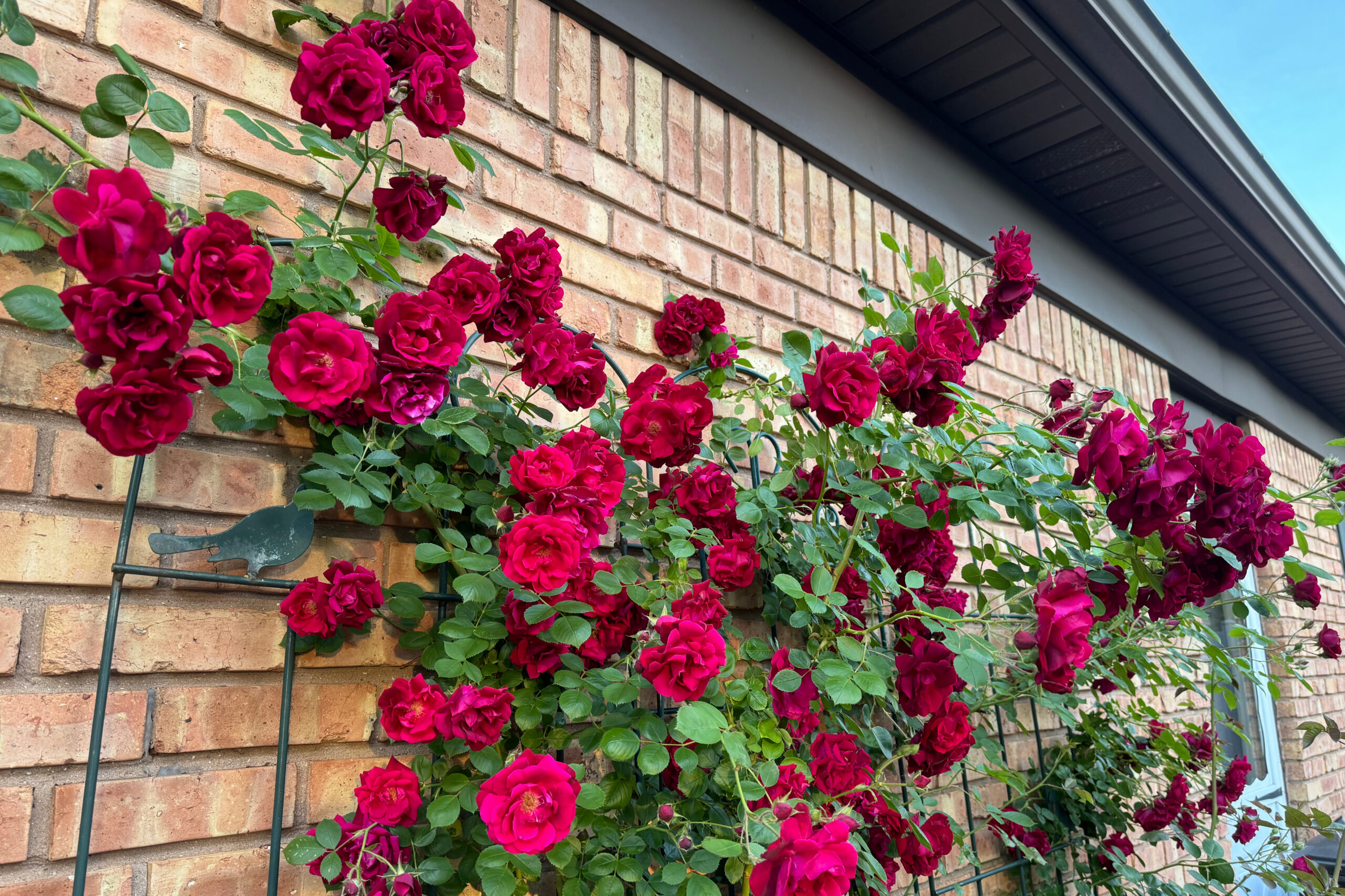 Climbing red roses blooming along a brick exterior wall with a black metal trellis under a house eave.