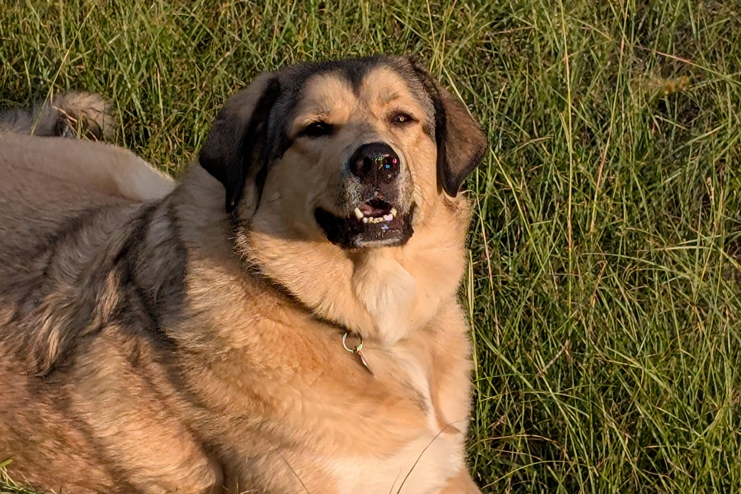 Tan and black dog lying in tall grass, mouth slightly open, wearing a collar, outdoors in sunlight.