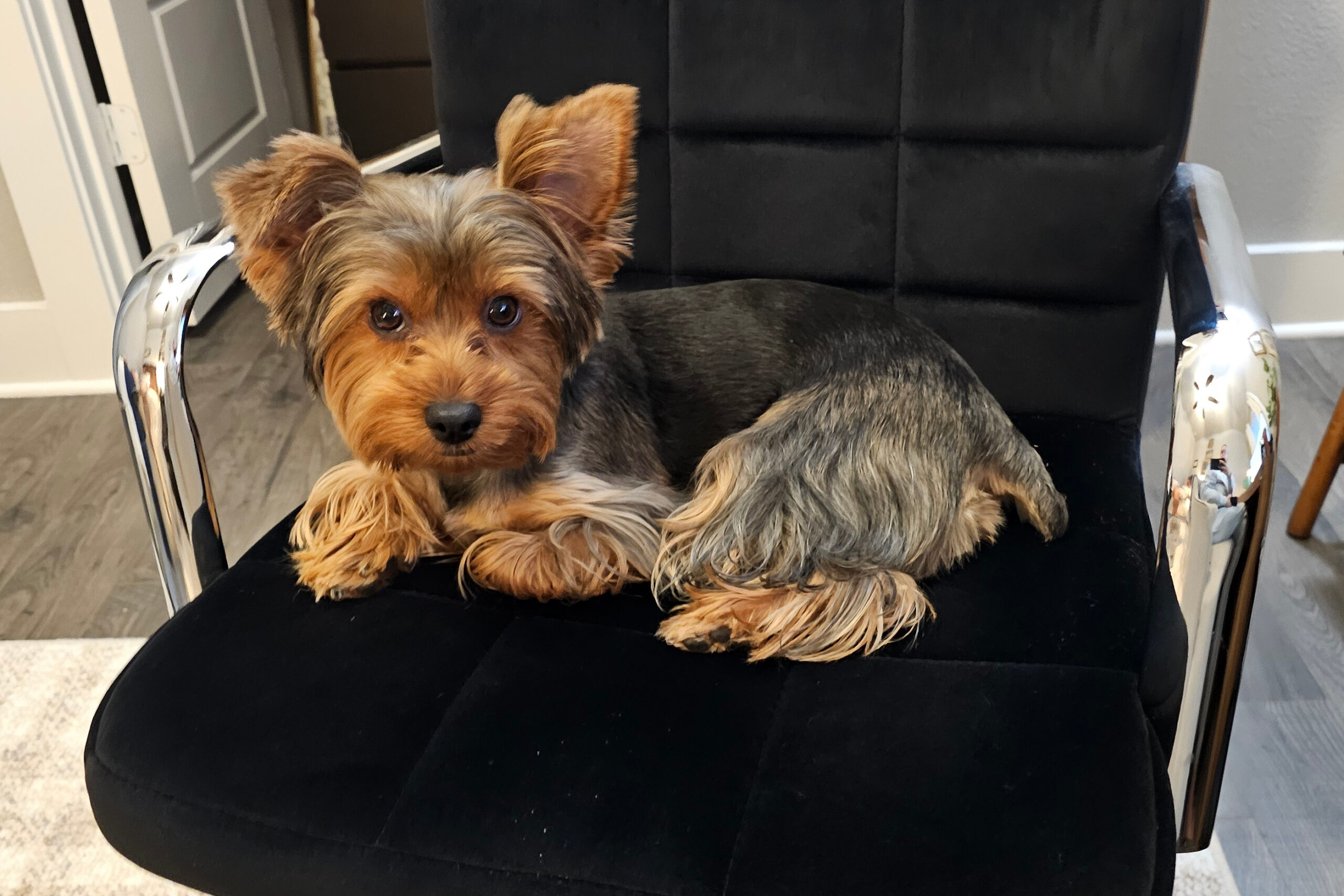 Yorkshire terrier puppy sitting on a black leather chair with chrome arms indoors.
