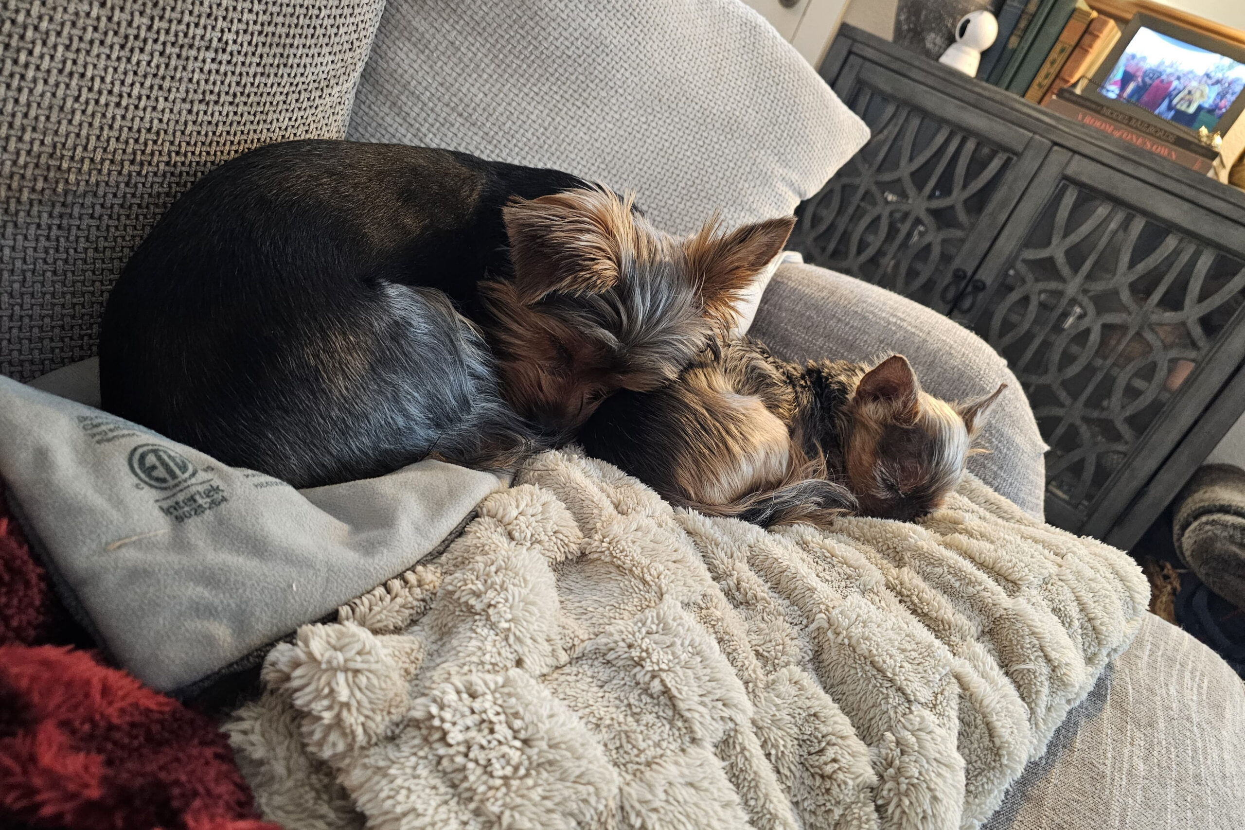 Two small dogs snuggling and sleeping on a gray couch with soft blankets.