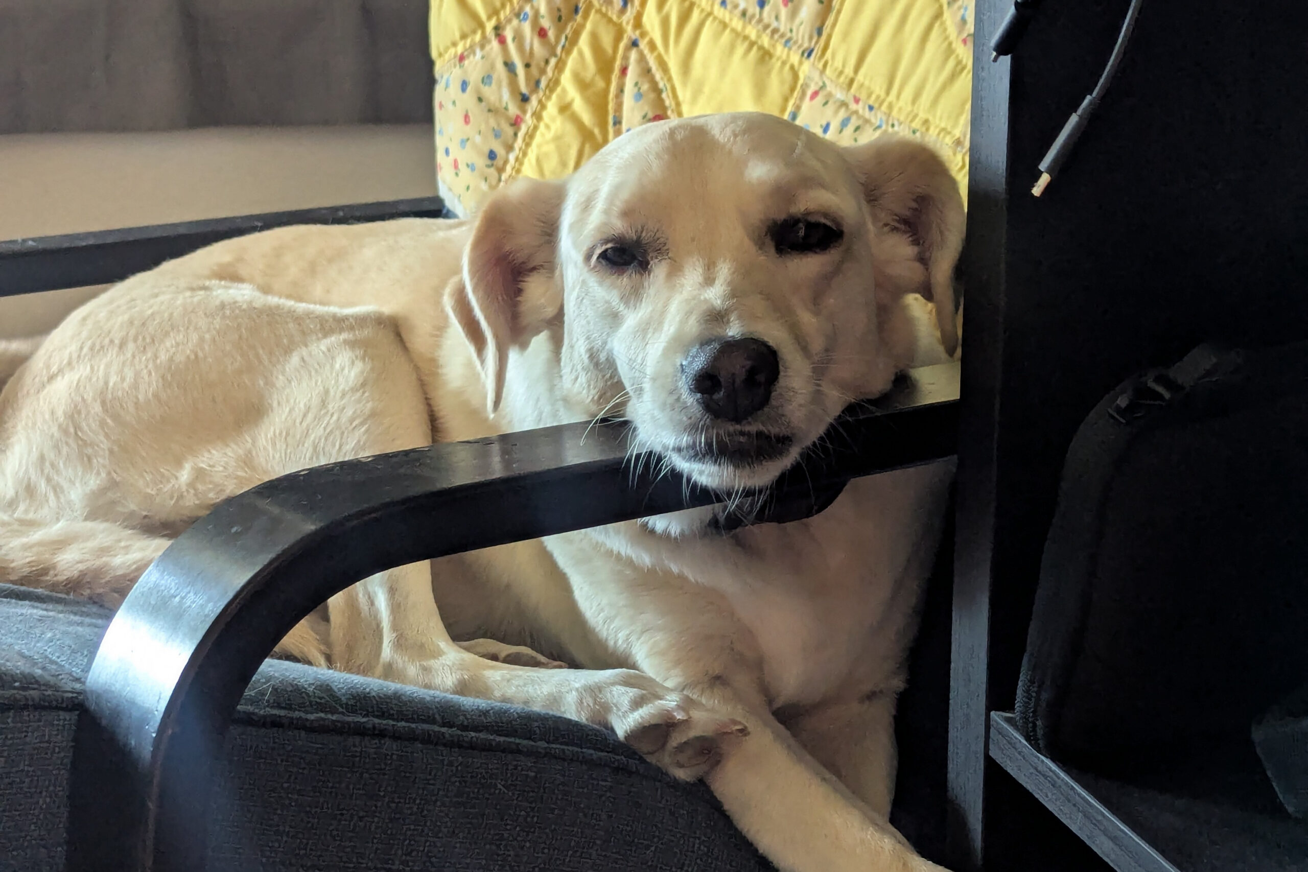 Cream-colored dog resting its head on the arm of a black chair, a yellow quilt with colorful dots in the background.
