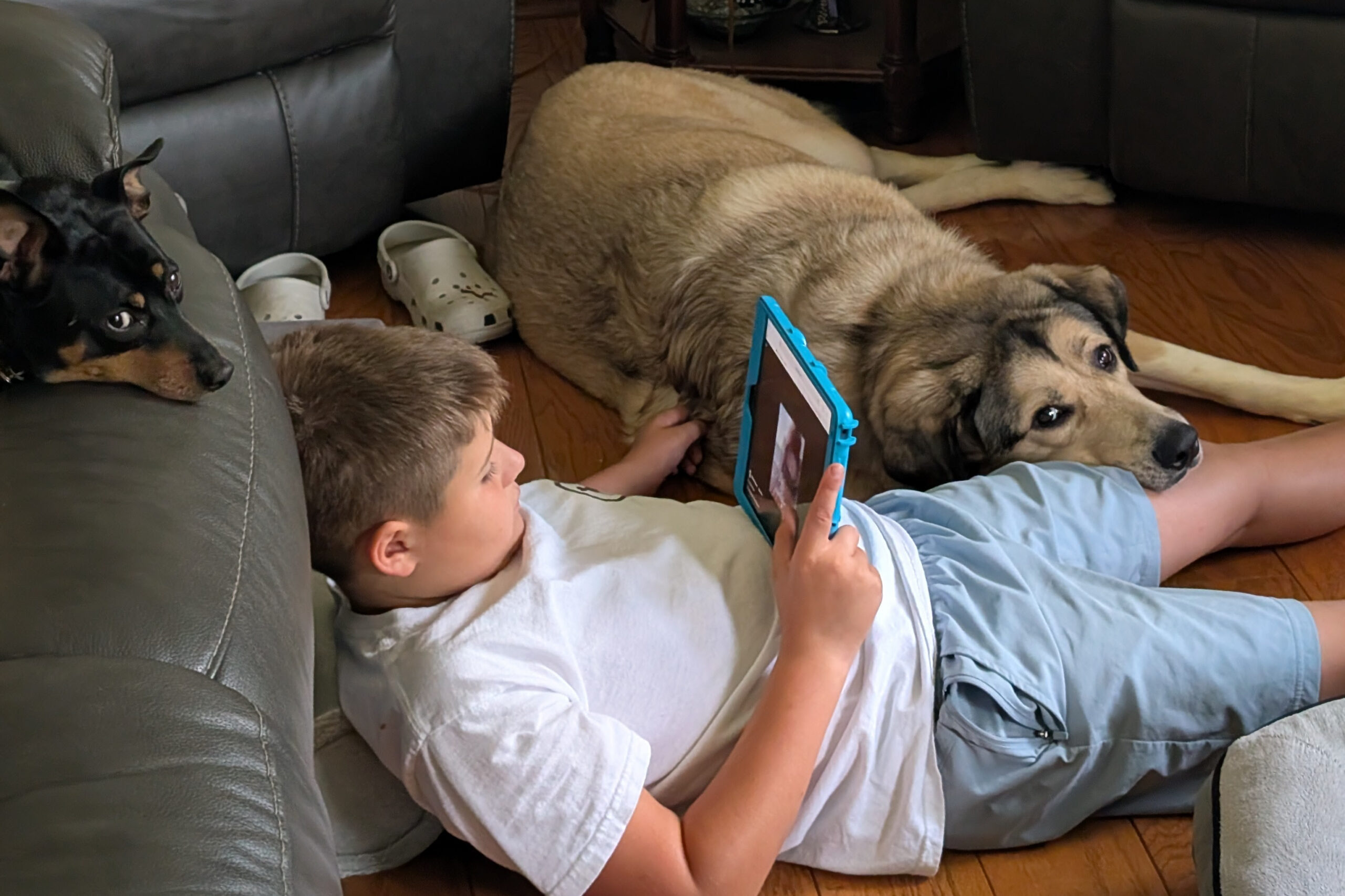 Young boy lying on a wooden floor, holding a tablet, with a large tan dog resting beside him and a small black-and-tan dog peeking from a sofa corner nearby.
