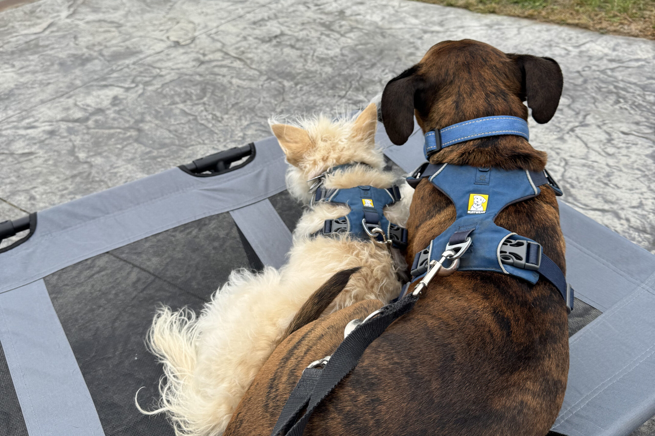 Two dogs in blue harnesses sit in a gray inflatable boat on a paved surface, viewed from above.