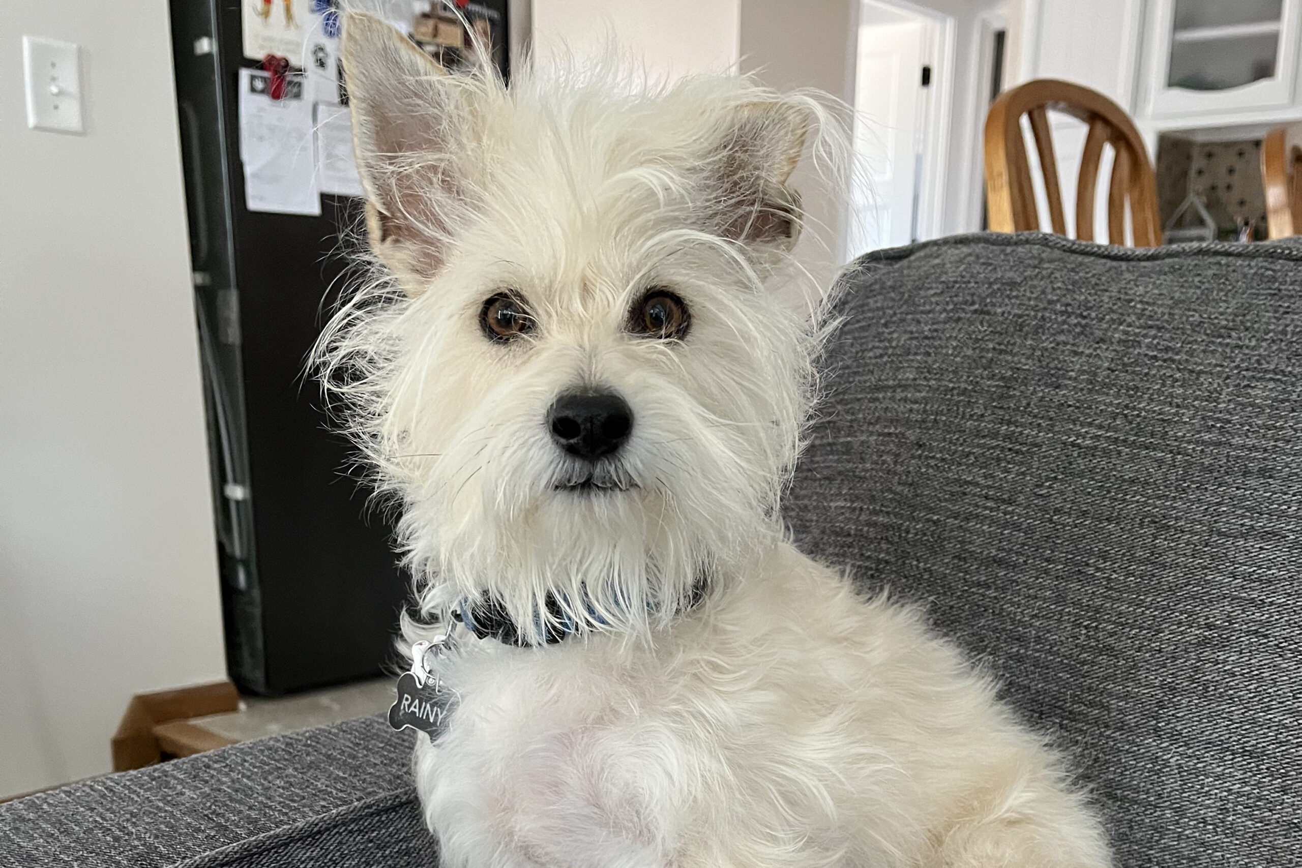 Close-up of a white fluffy dog on a gray couch, facing the camera with a name tag on its collar.