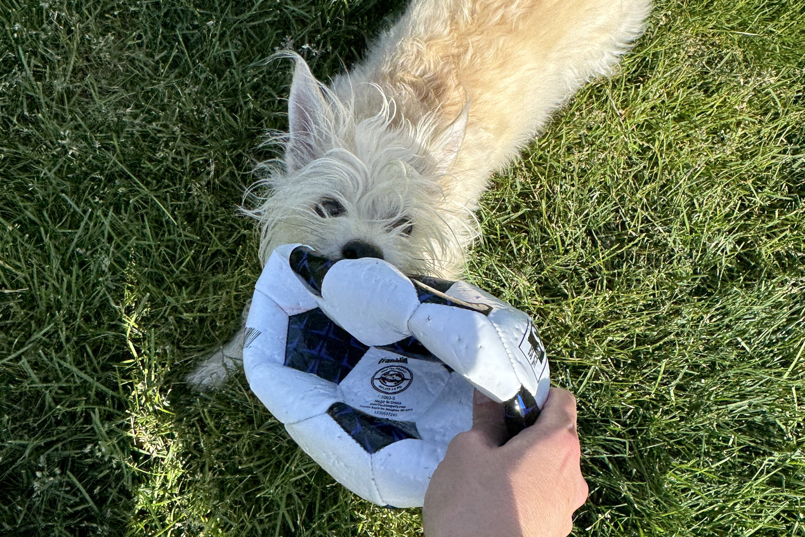 White fluffy dog wearing a blue-and-white life jacket being held by a person in a grassy yard/Clover lawn. The dog looks up at the camera as the person grips the jacket strap.