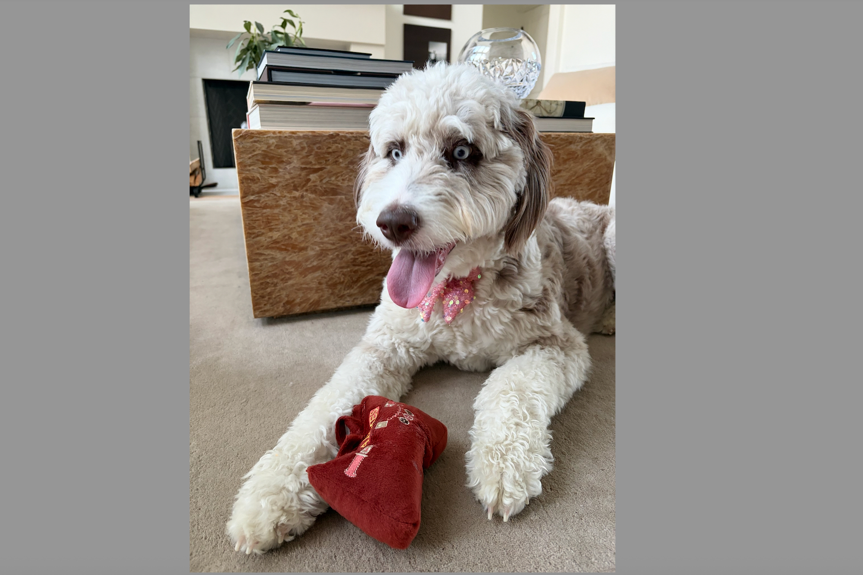 Fluffy white dog with blue eyes lying on a carpet, tongue out, near a red toy bone indoors.