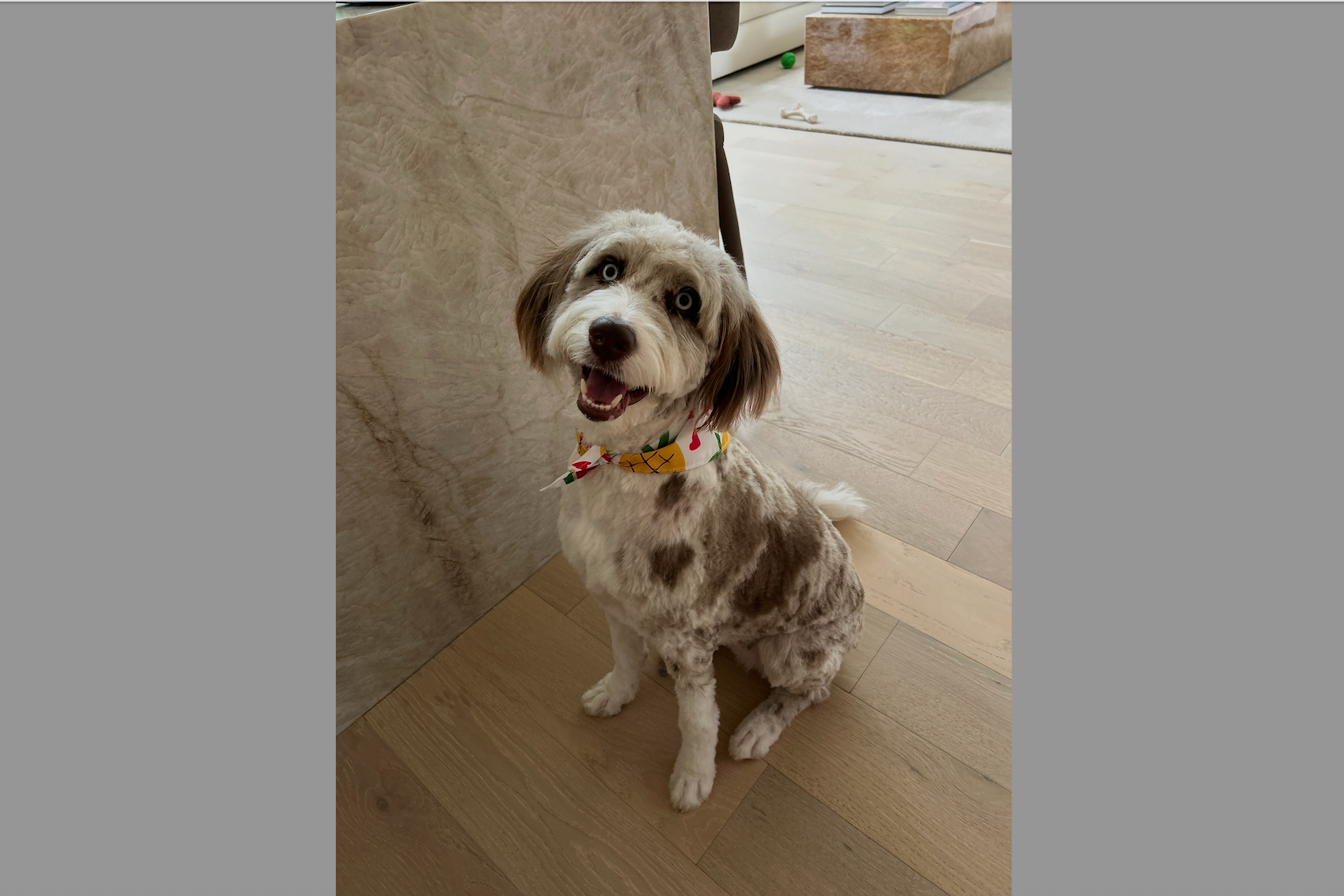 Smiling small fluffy dog with a colorful bandana, sitting on a wood floor indoors and looking at the camera