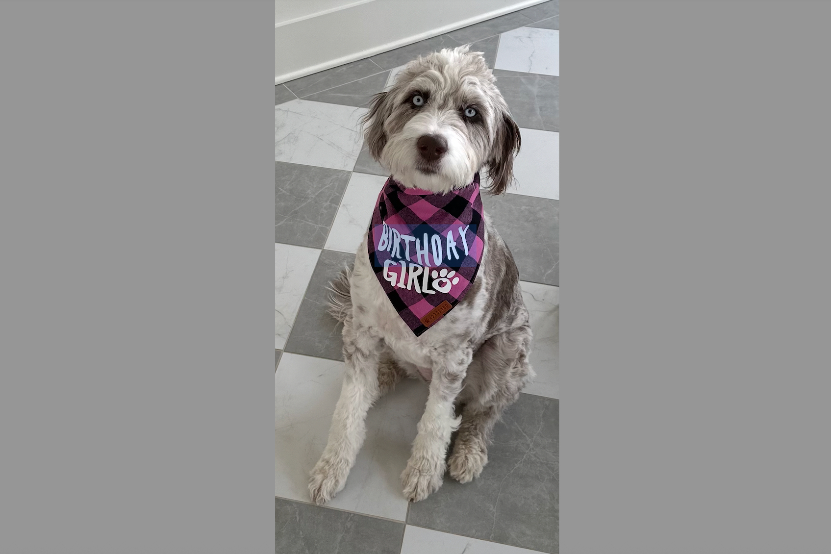 Dog wearing a purple plaid birthday bandana that reads 'Birthday Girl' with a paw print.