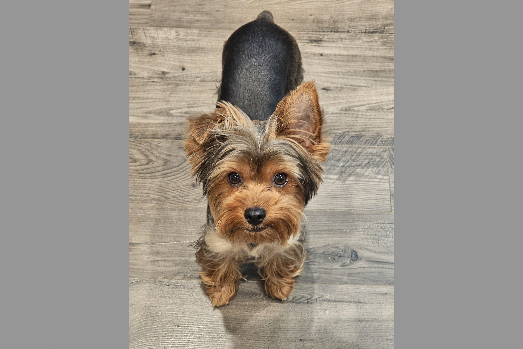 Yorkshire Terrier puppy looking up at the camera on a wooden floor.