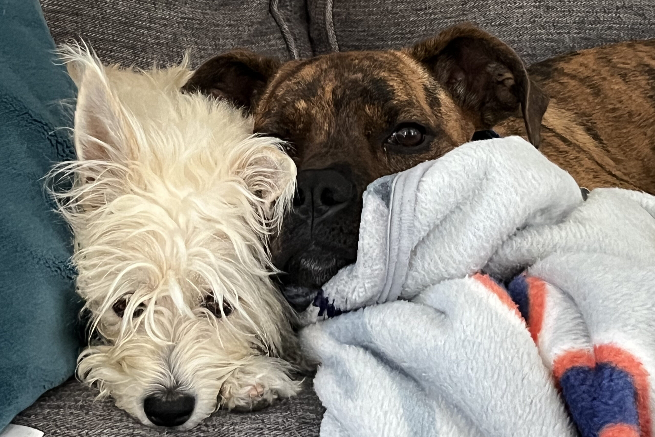 Two dogs cuddled up together on a gray couch under a blanket, noses touching and eyes resting half-closed.