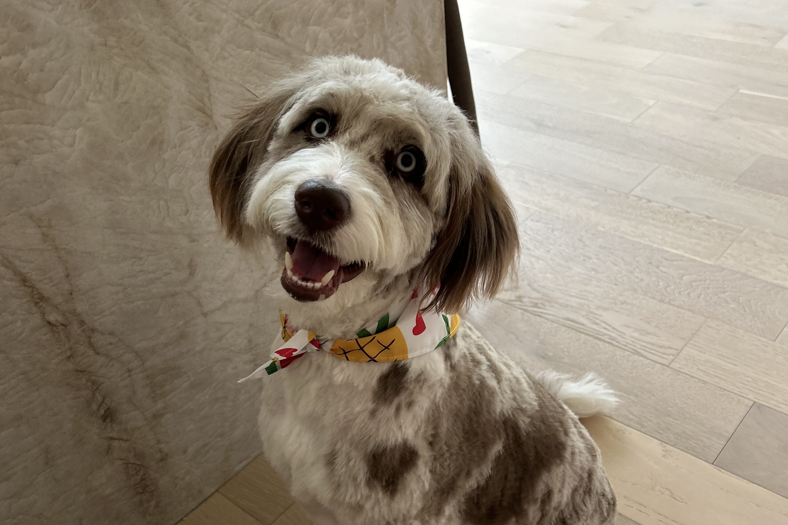 Happy fluffy dog with bright blue eyes and a colorful bandana indoors, looking at the camera.