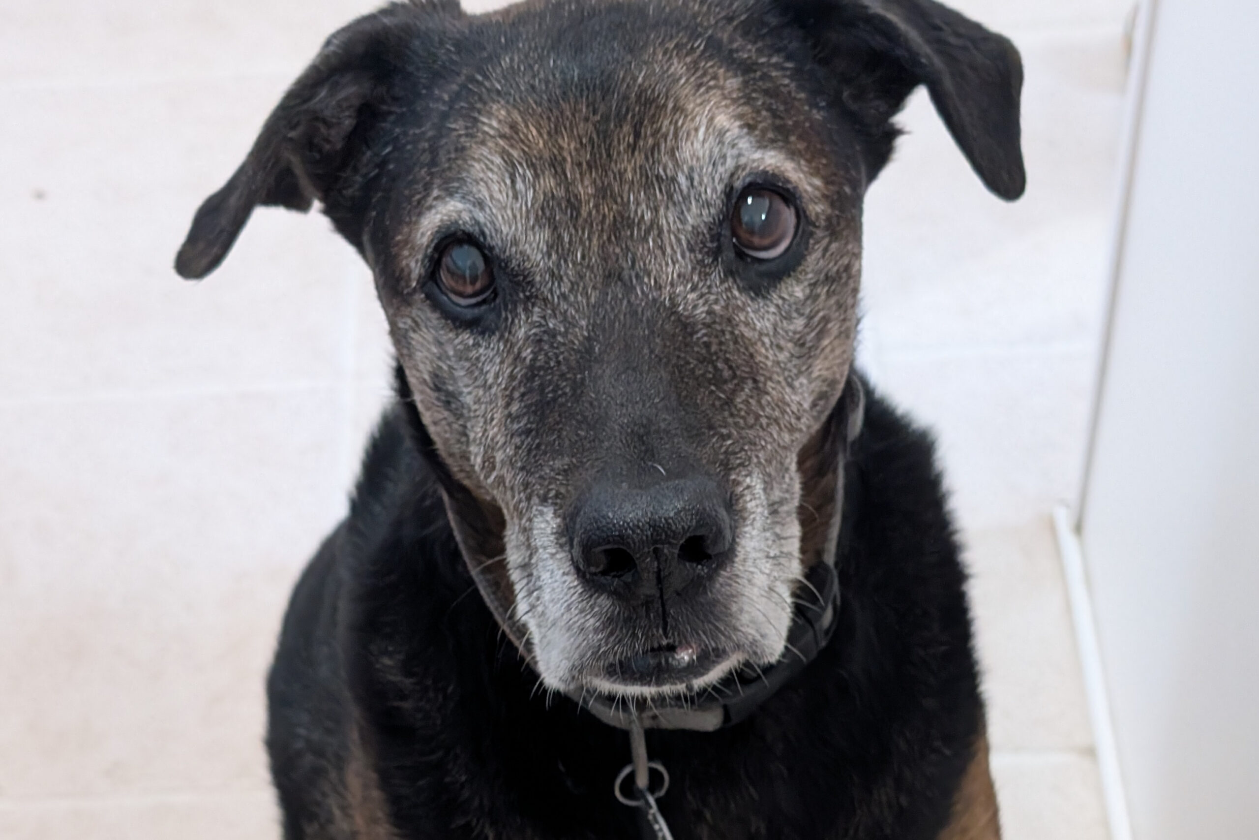 Close-up of a black dog with a gray muzzle and collar, looking up at the camera with a gentle expression.