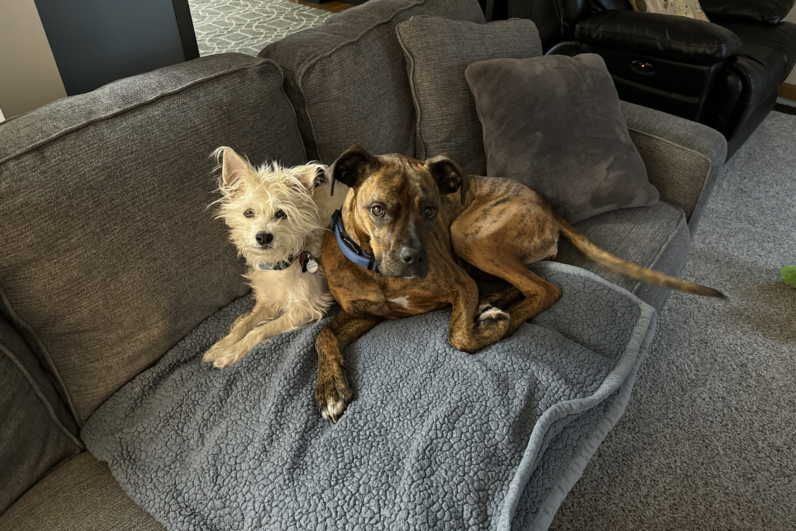 Two dogs sitting closely on a gray couch: a small white fluffy dog and a brindle-coated dog wearing a blue collar indoors on a living room sofa.