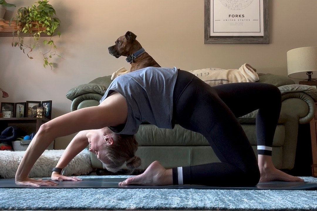 Person in a yoga backbend on a mat in a living room, a brown dog perched on their back beside a couch and plants.