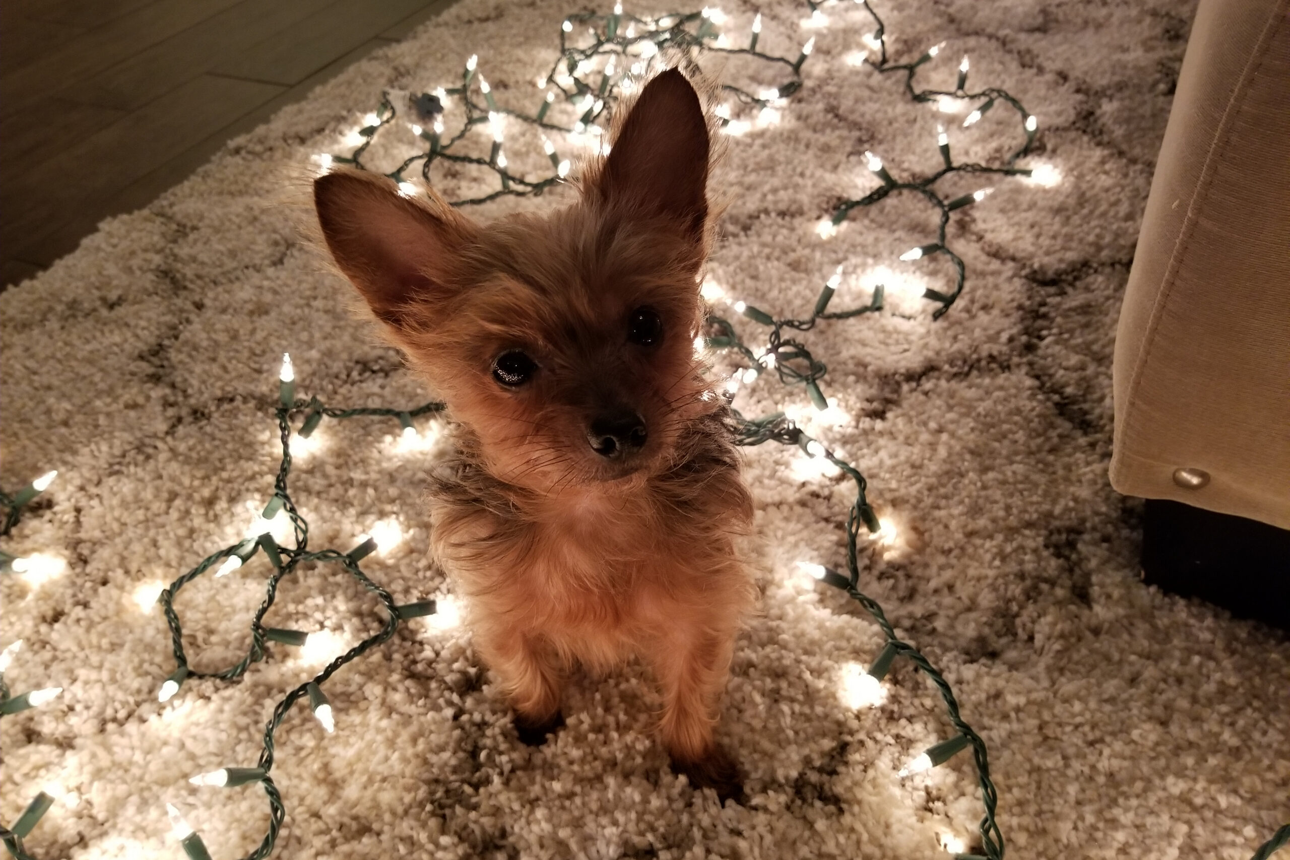 Small brown terrier puppy sits on a plush rug among glowing Christmas lights.