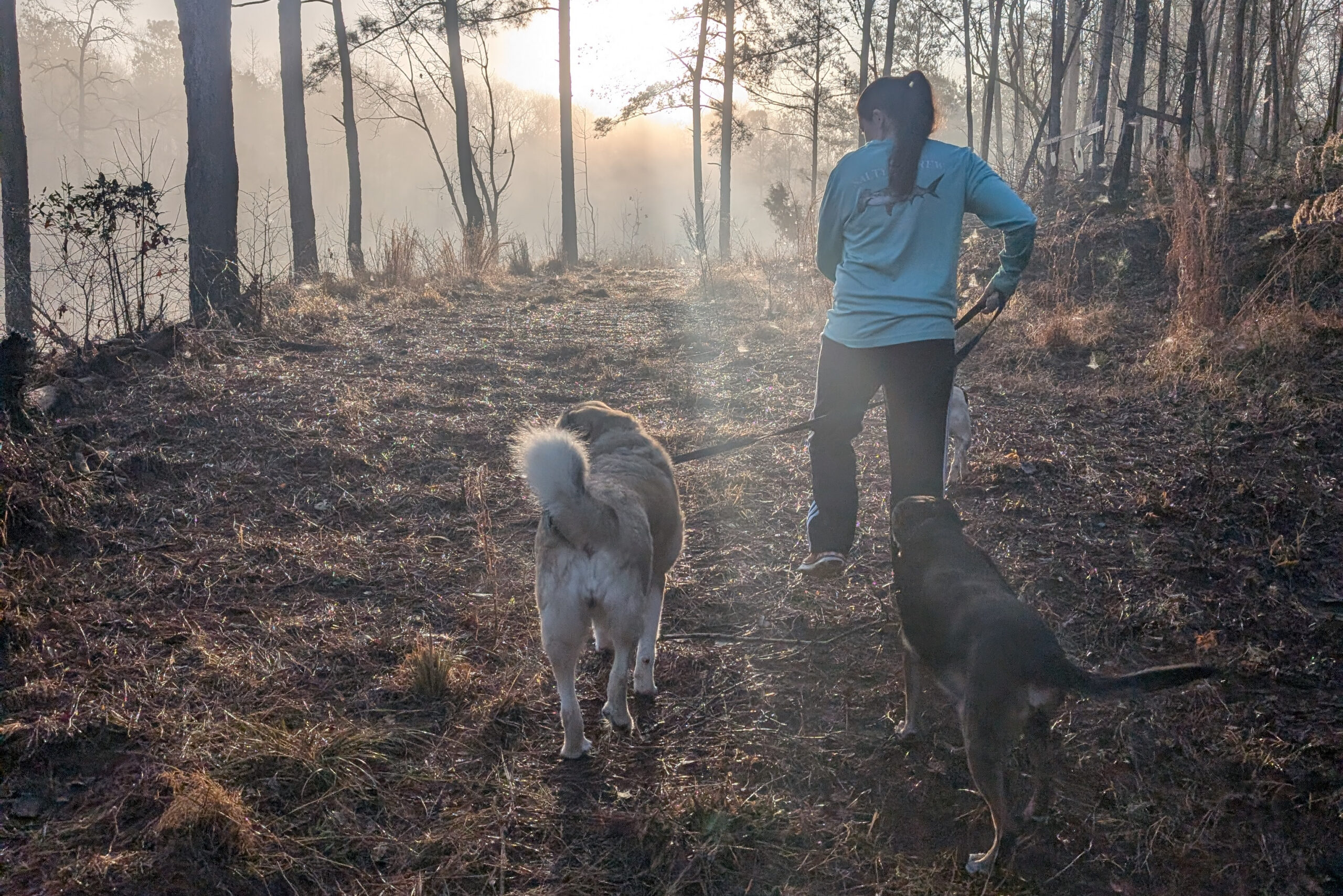 Woman in a blue jacket walking three dogs on leashes through a sunlit, foggy forest path.
