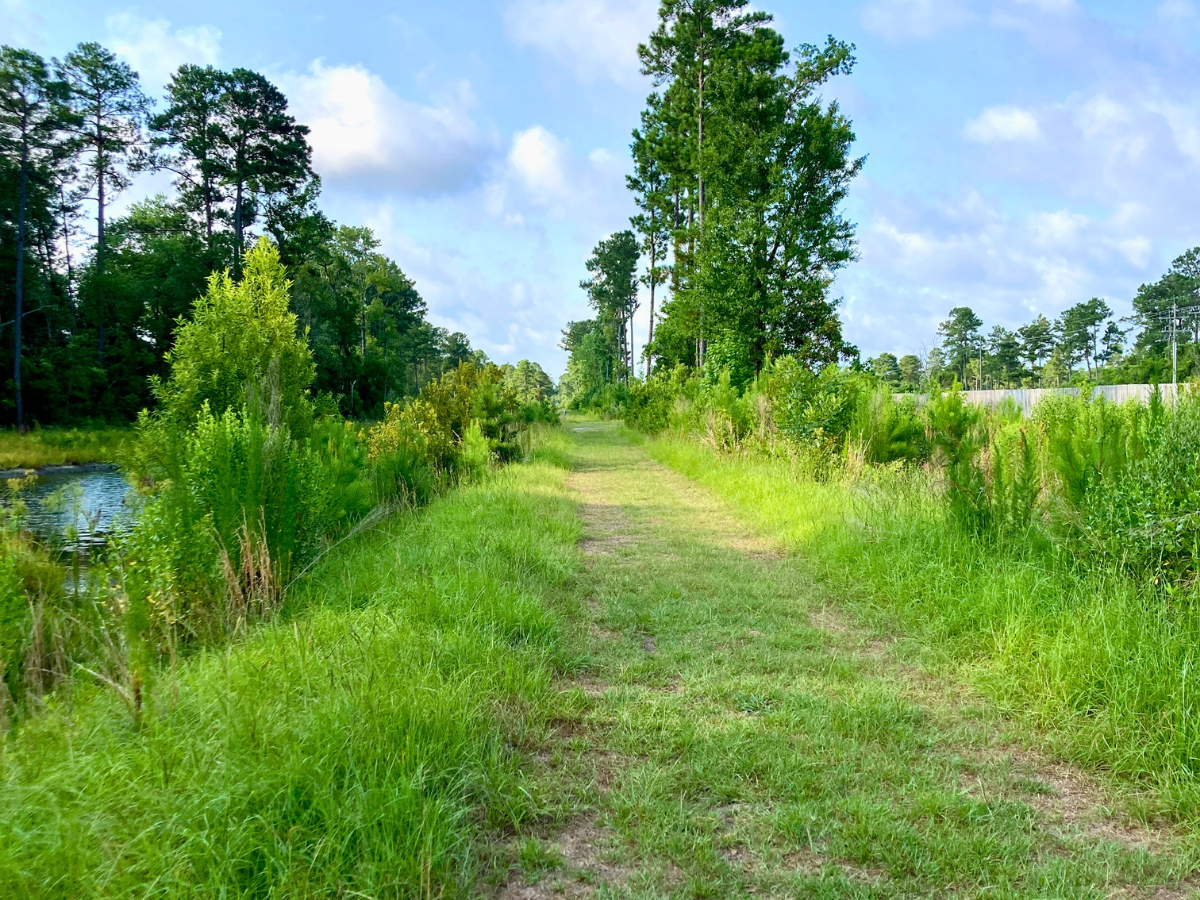 Grassy dirt path through a meadow, with trees on both sides and a small pond on the left under a blue sky.